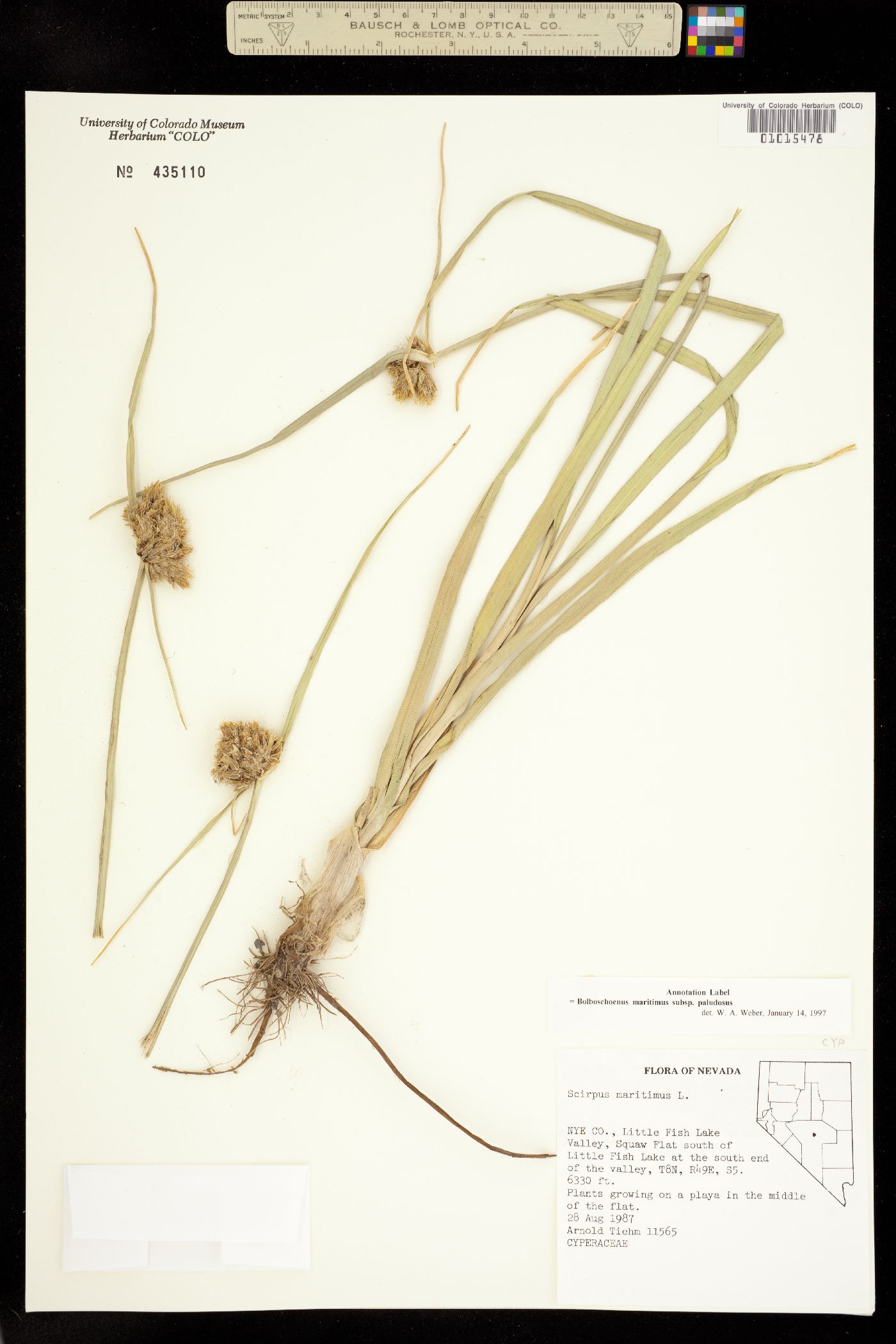 Bolboschoenus maritimus ssp. paludosus image