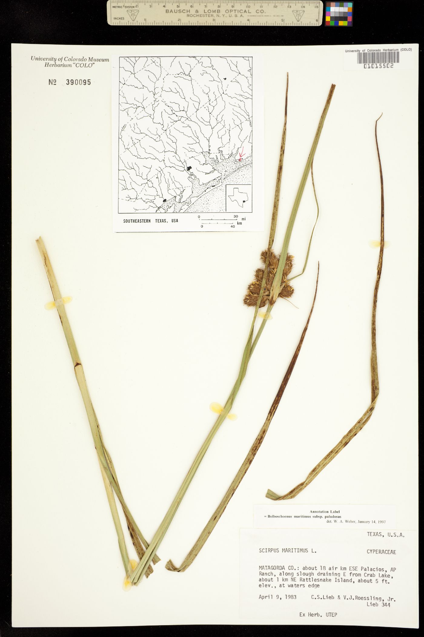 Bolboschoenus maritimus ssp. paludosus image