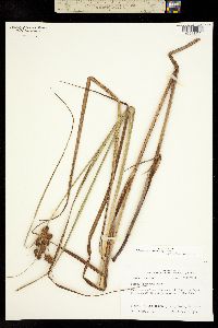 Bolboschoenus maritimus subsp. paludosus image