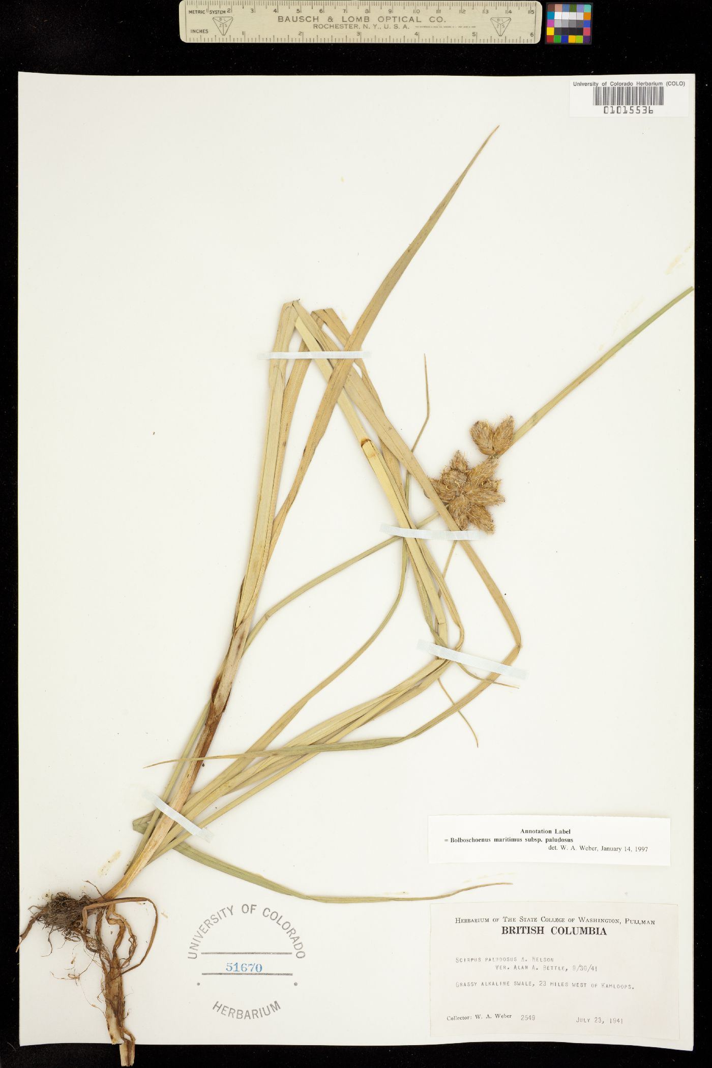 Bolboschoenus maritimus ssp. paludosus image