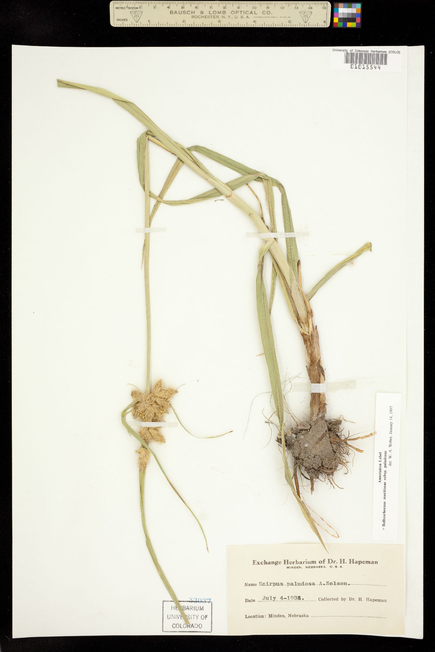 Bolboschoenus maritimus ssp. paludosus image