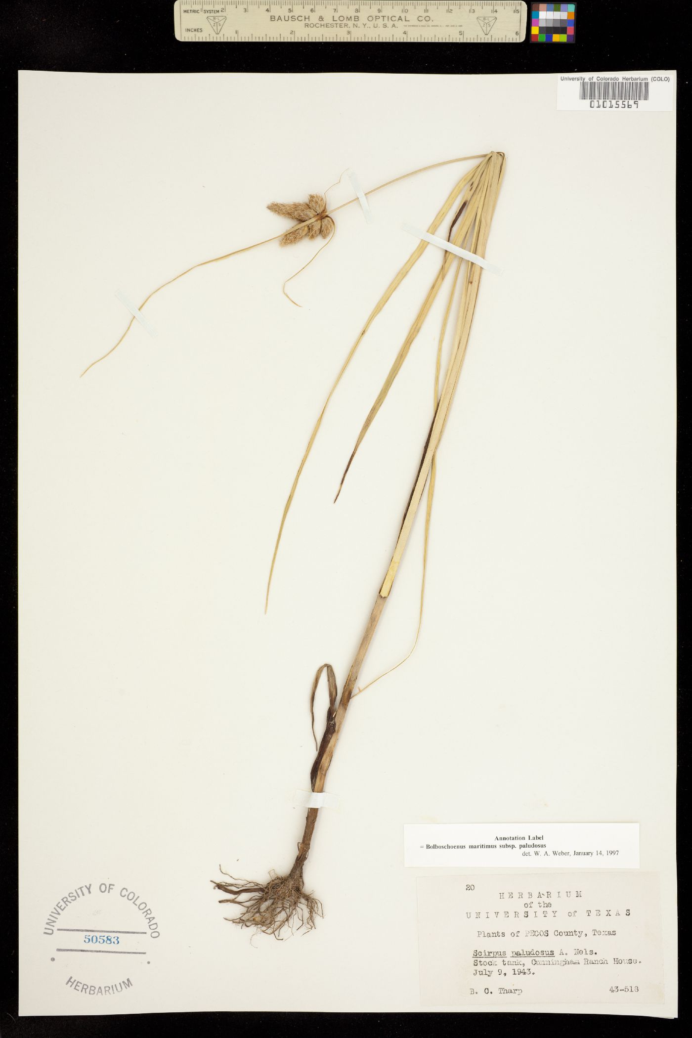 Bolboschoenus maritimus ssp. paludosus image