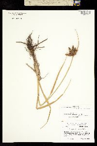 Bolboschoenus maritimus ssp. paludosus image