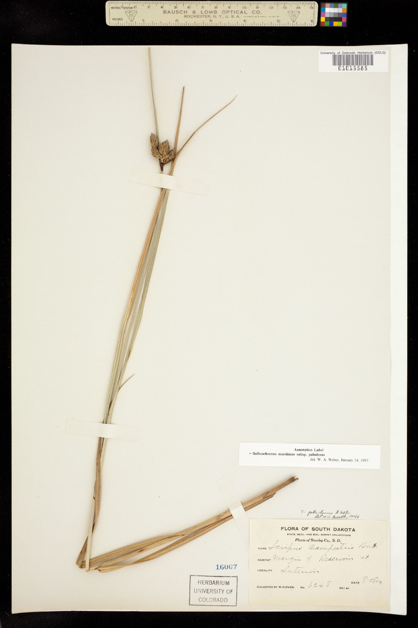 Bolboschoenus maritimus ssp. paludosus image