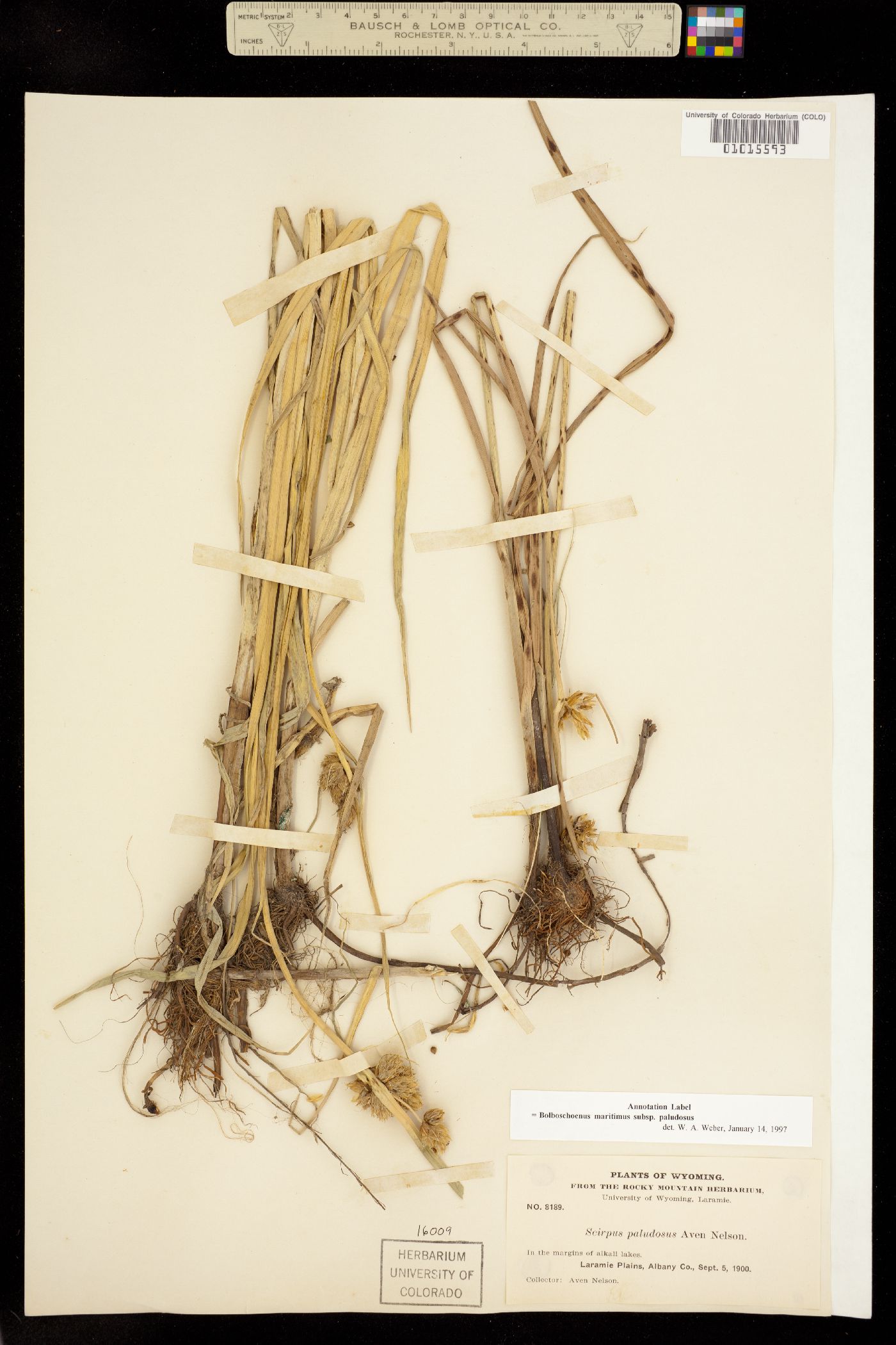 Bolboschoenus maritimus ssp. paludosus image
