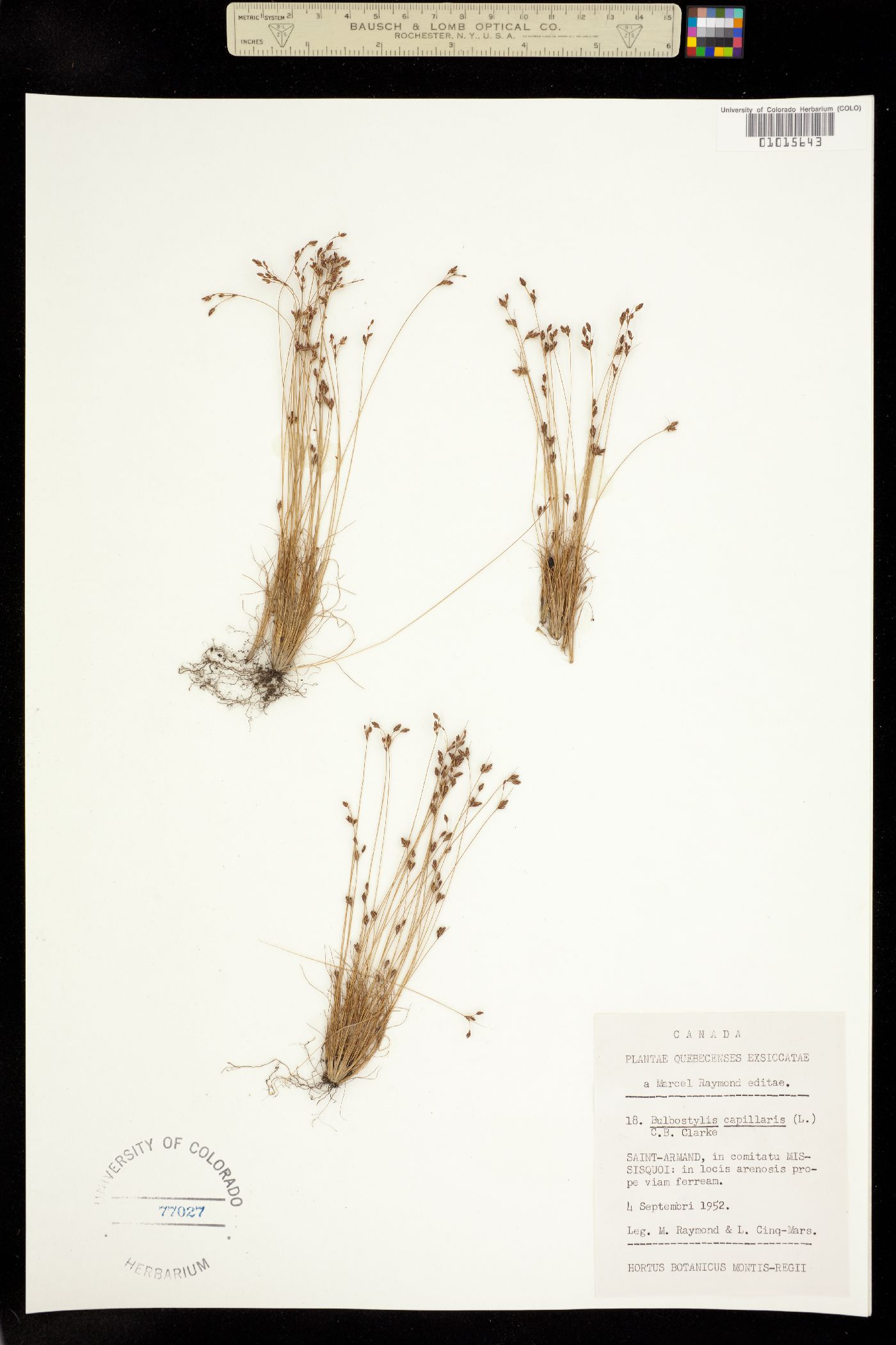 Bulbostylis capillaris image