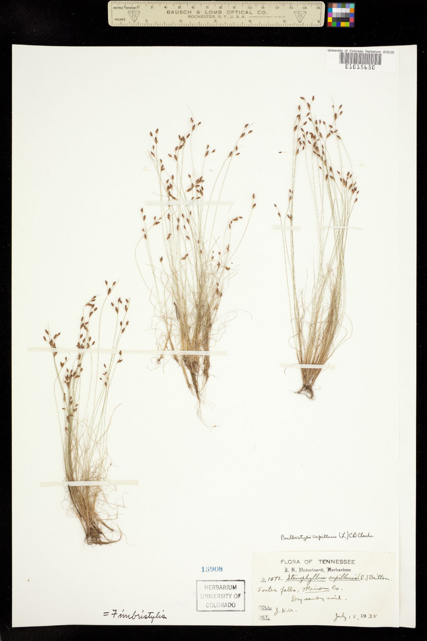 Bulbostylis capillaris image