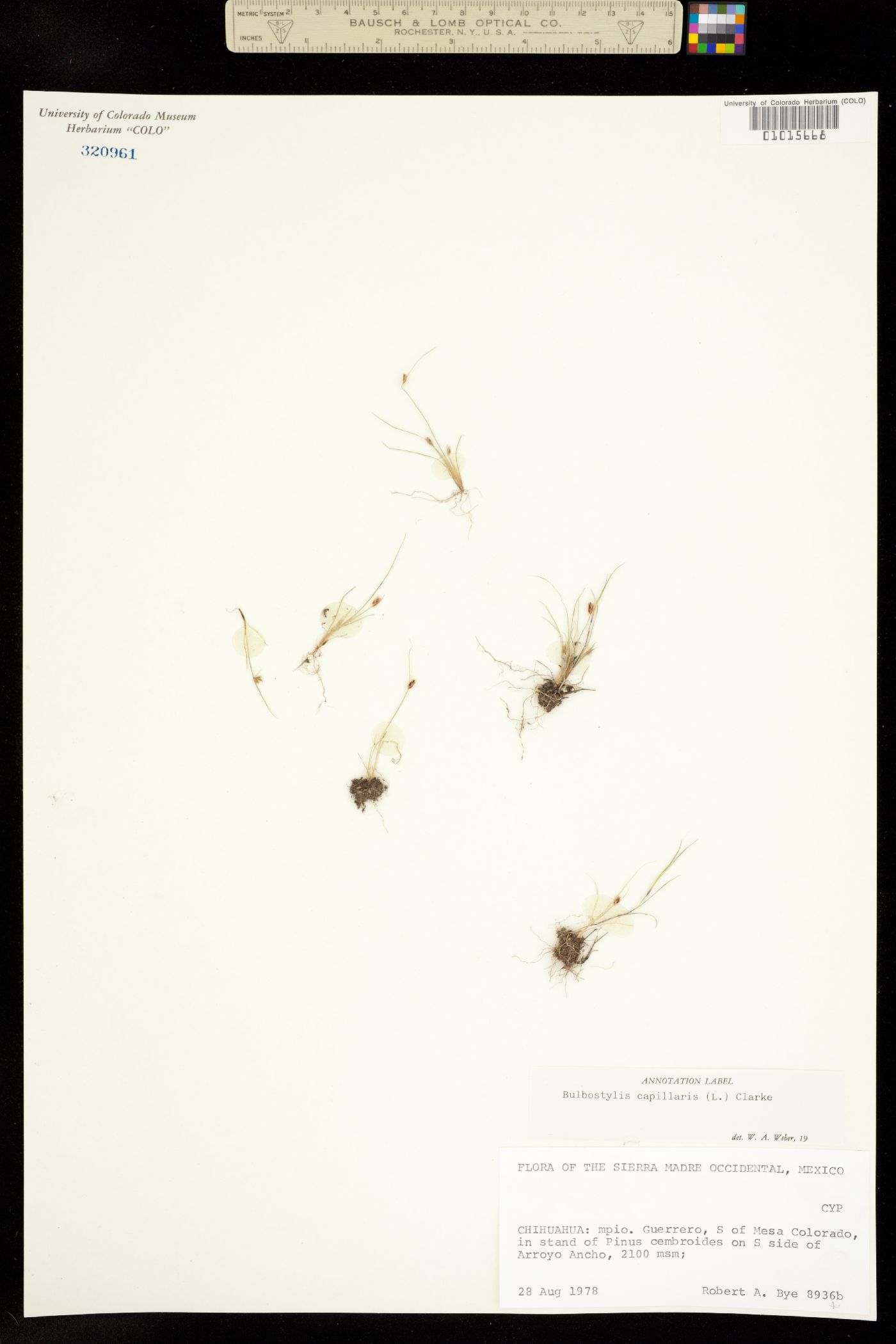 Bulbostylis capillaris image