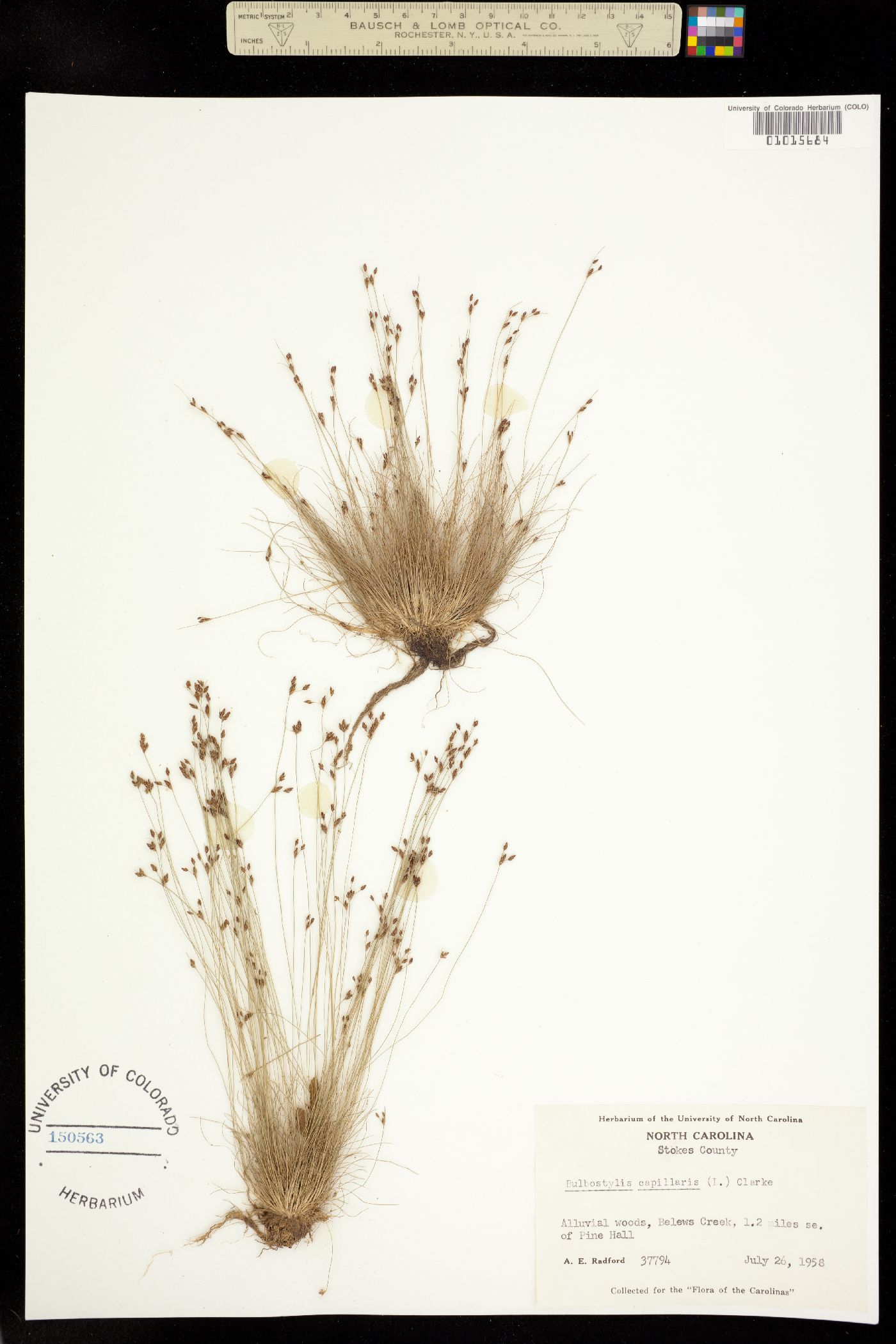 Bulbostylis capillaris image