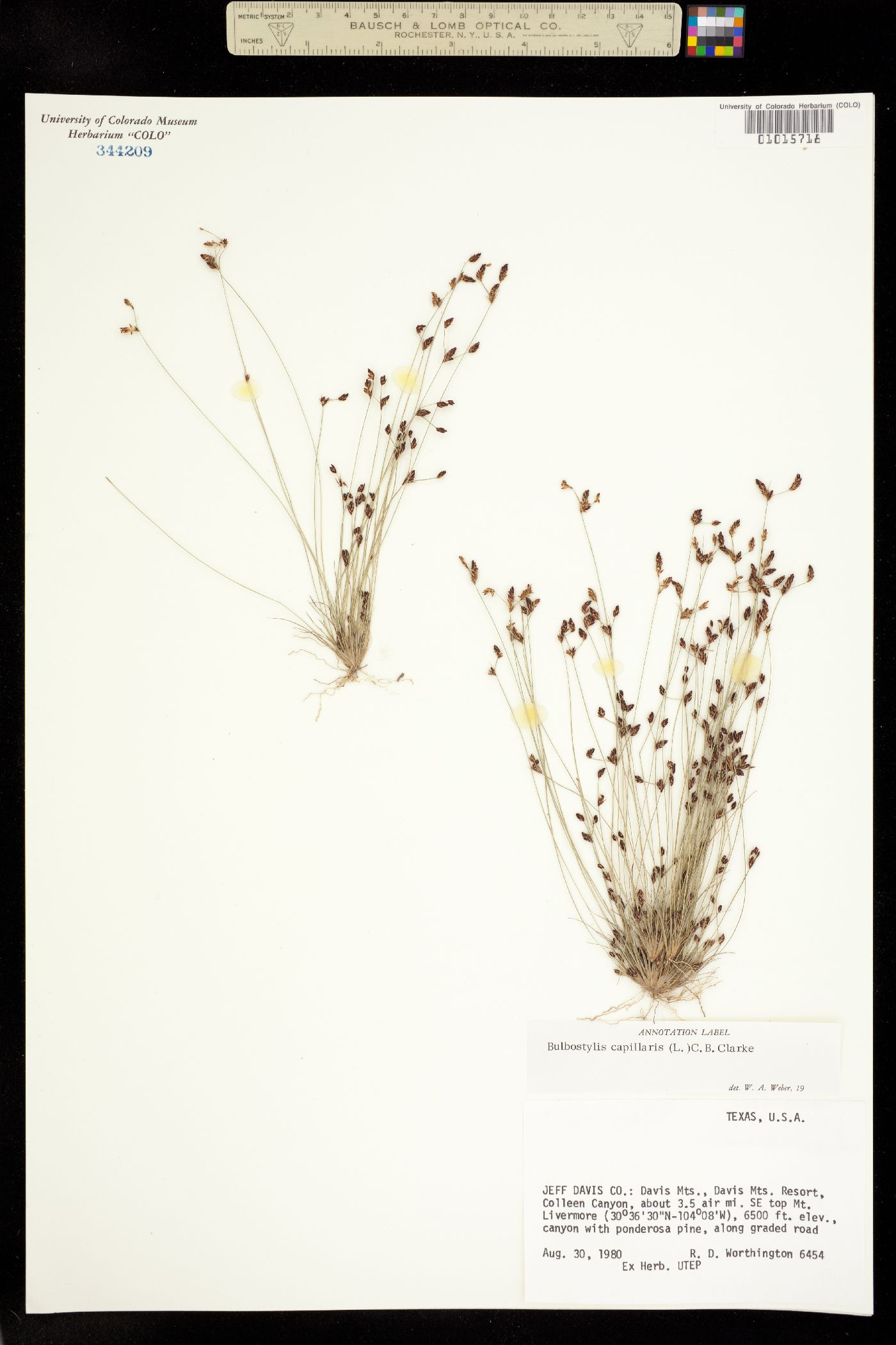 Bulbostylis capillaris image