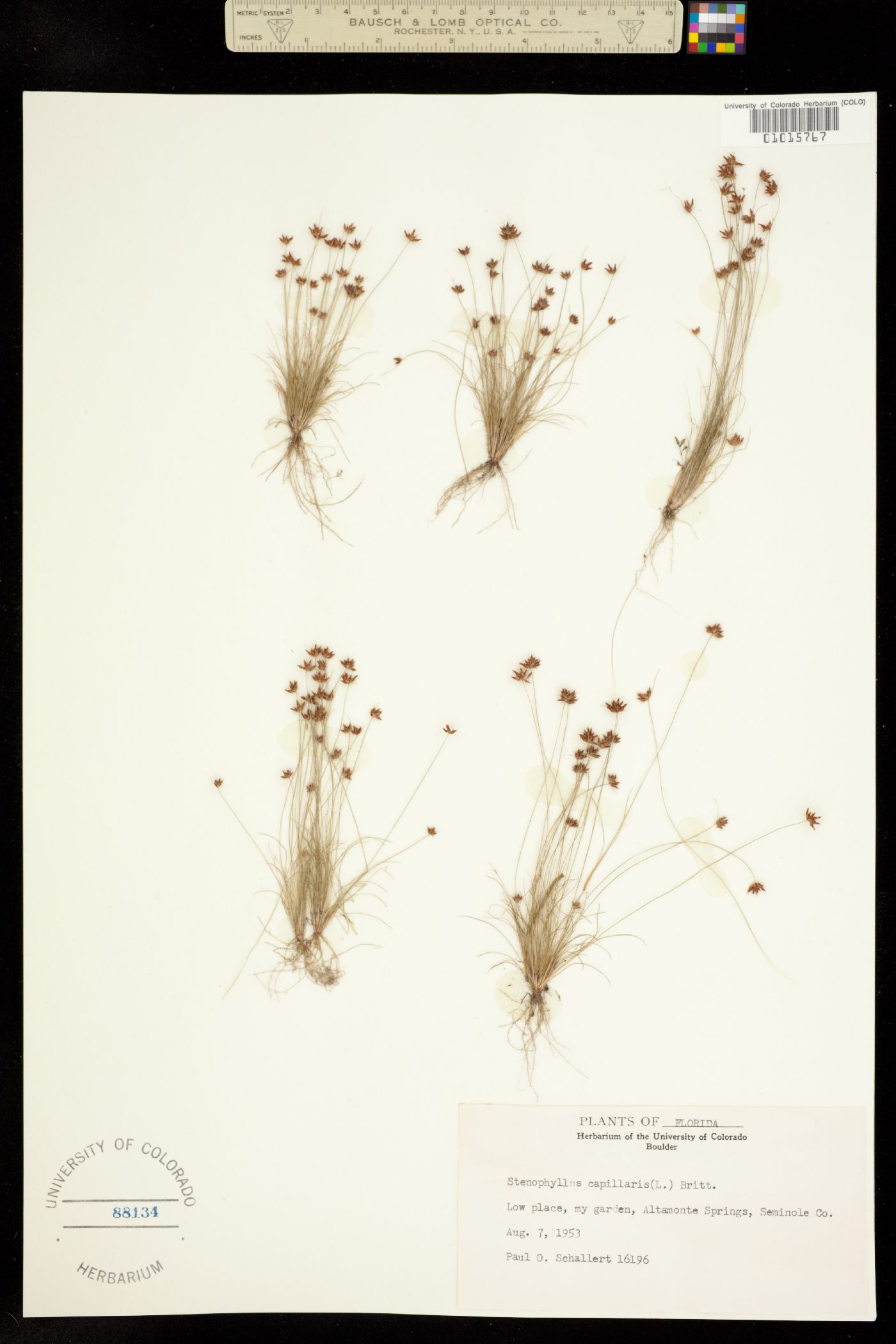 Bulbostylis capillaris image