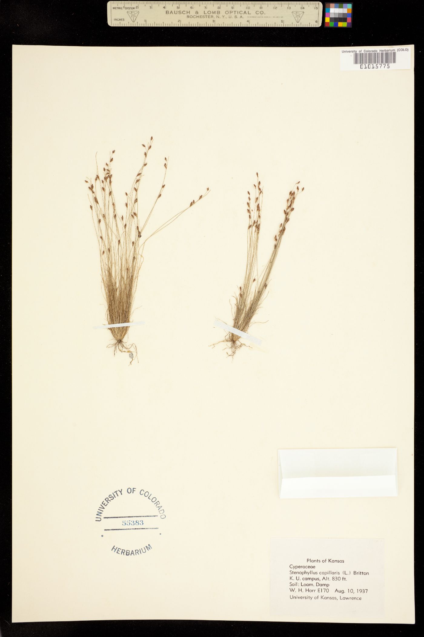 Bulbostylis capillaris image