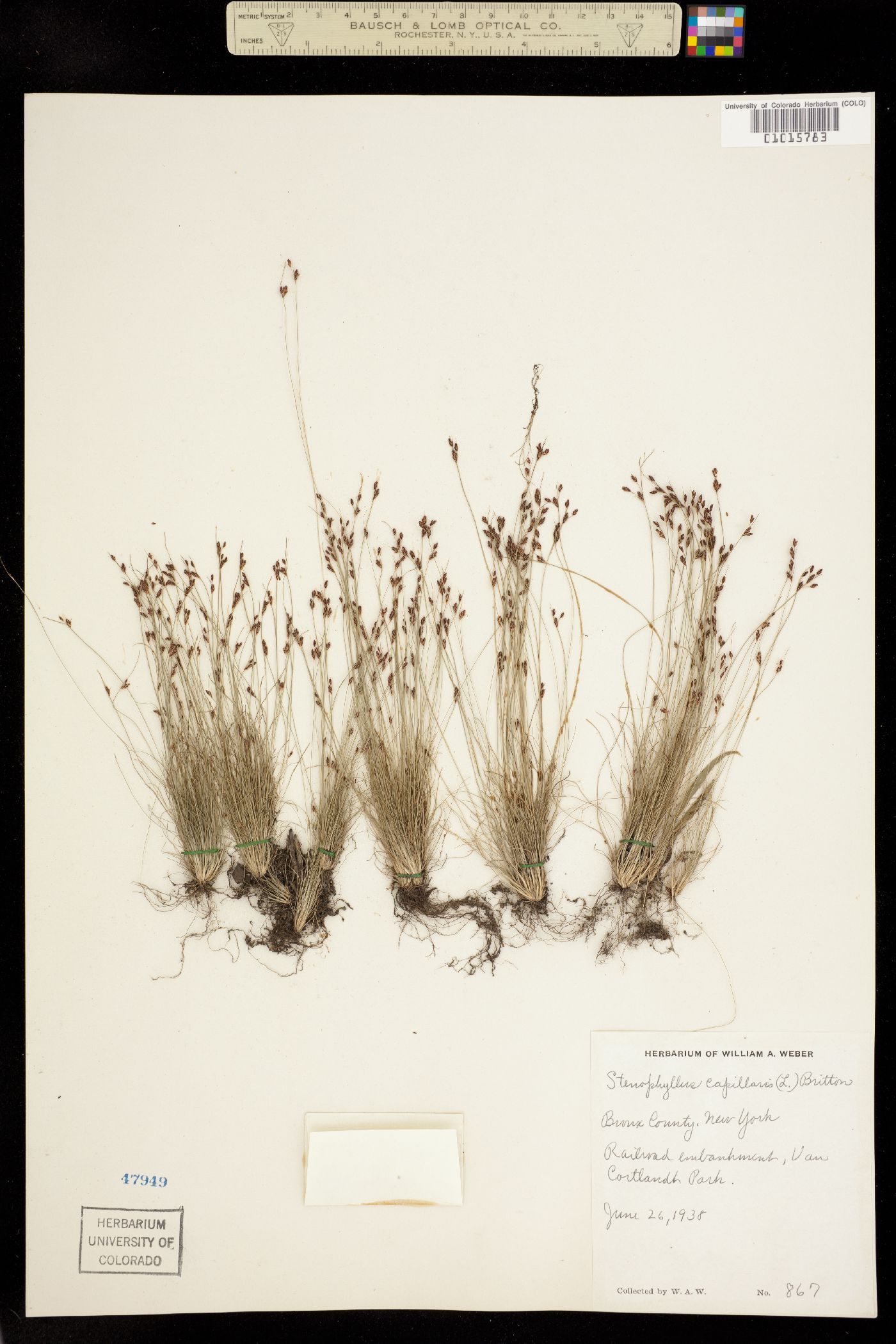 Bulbostylis capillaris image