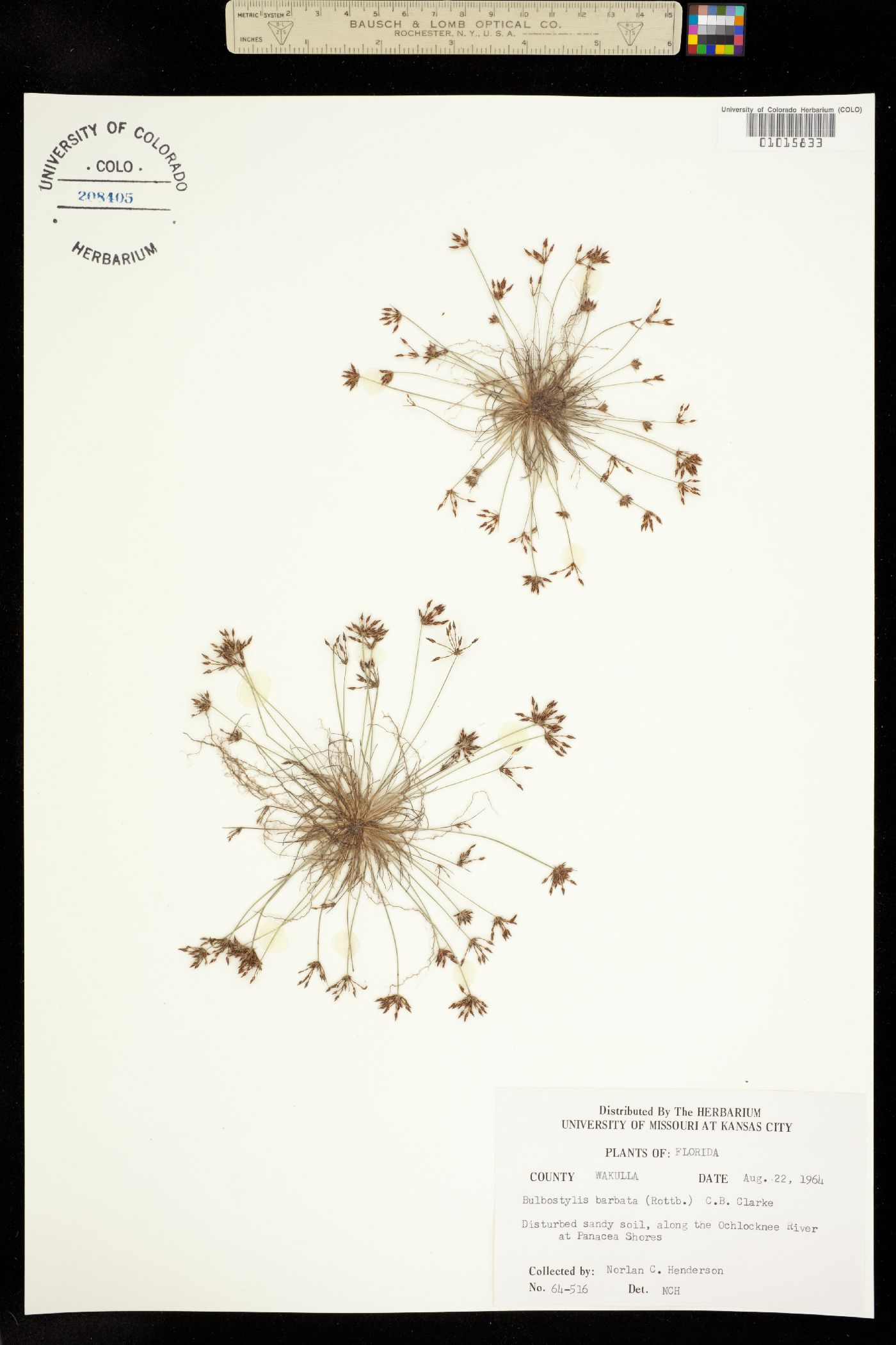 Bulbostylis barbata image