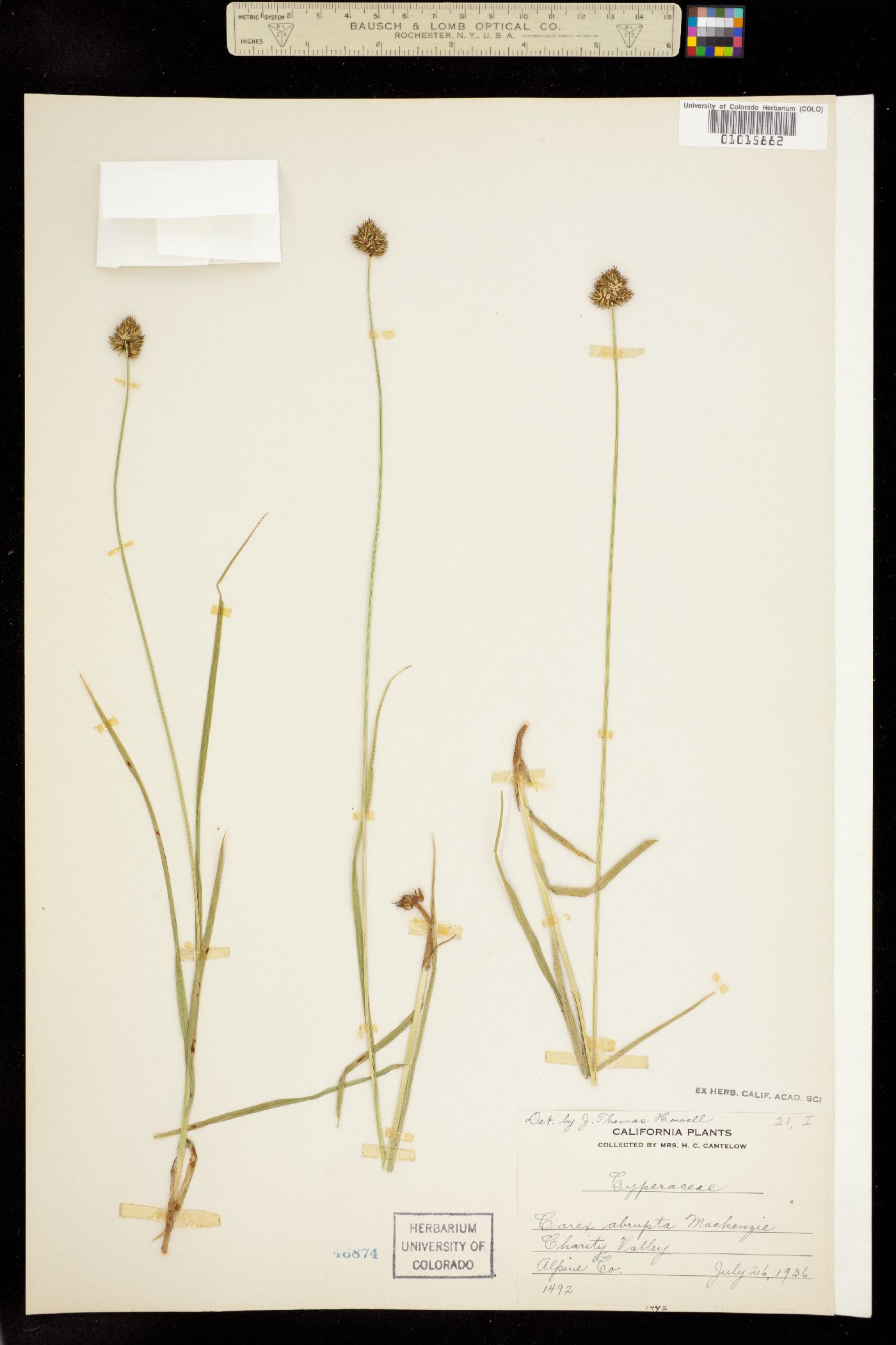 Carex abrupta image