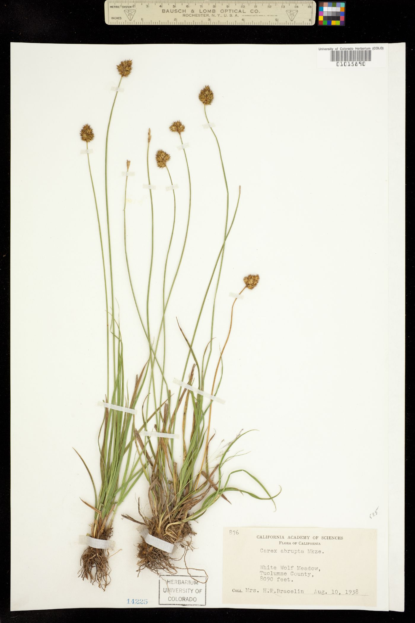 Carex abrupta image