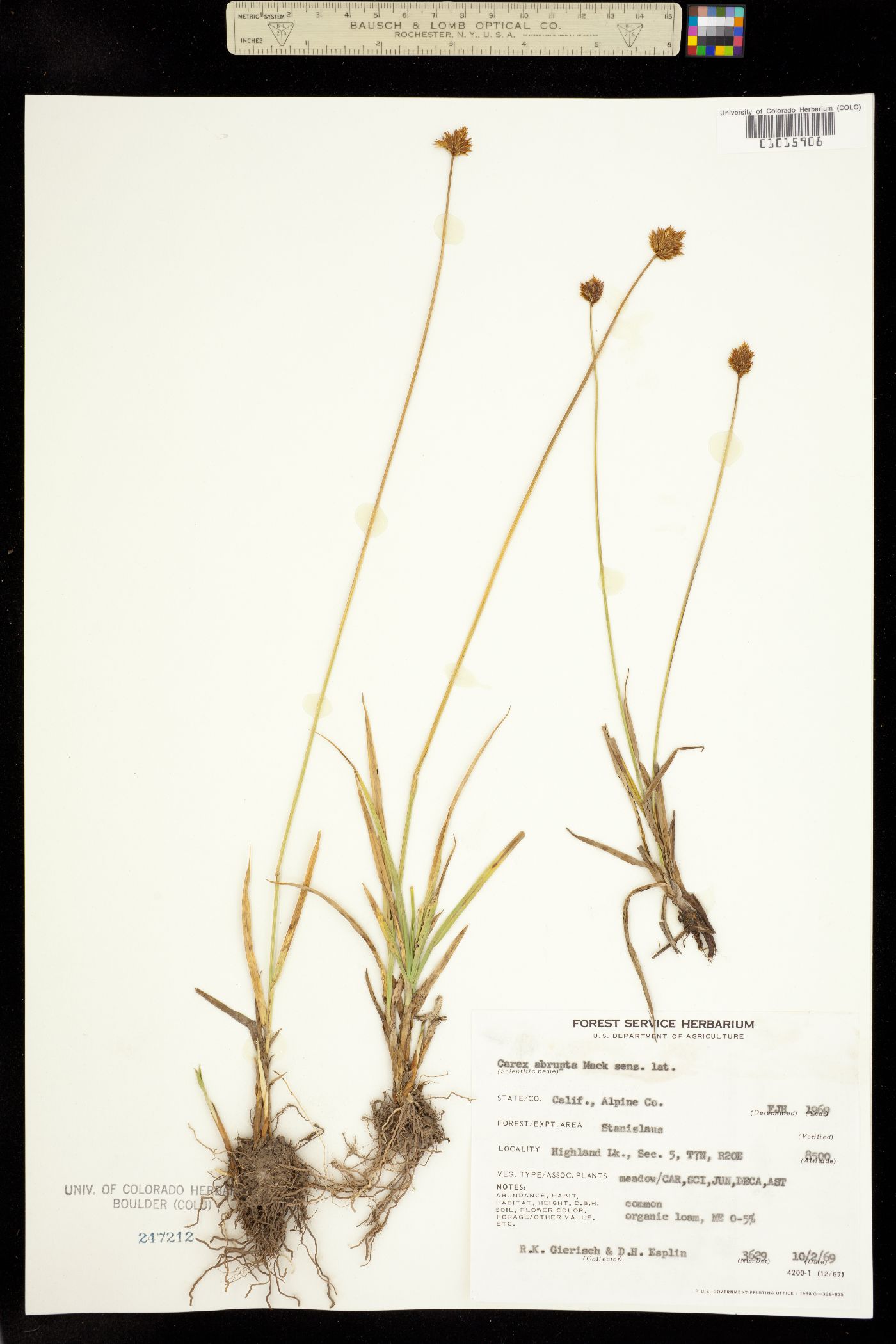 Carex abrupta image