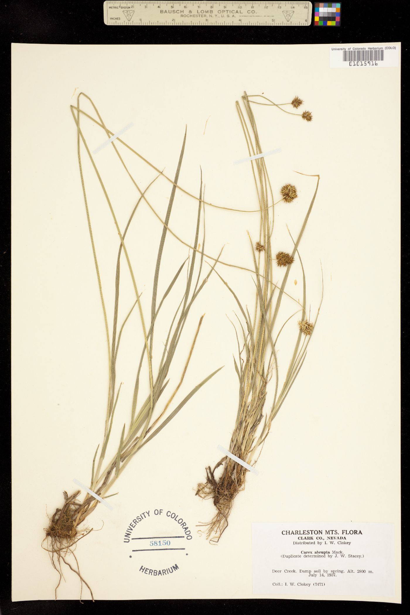 Carex abrupta image