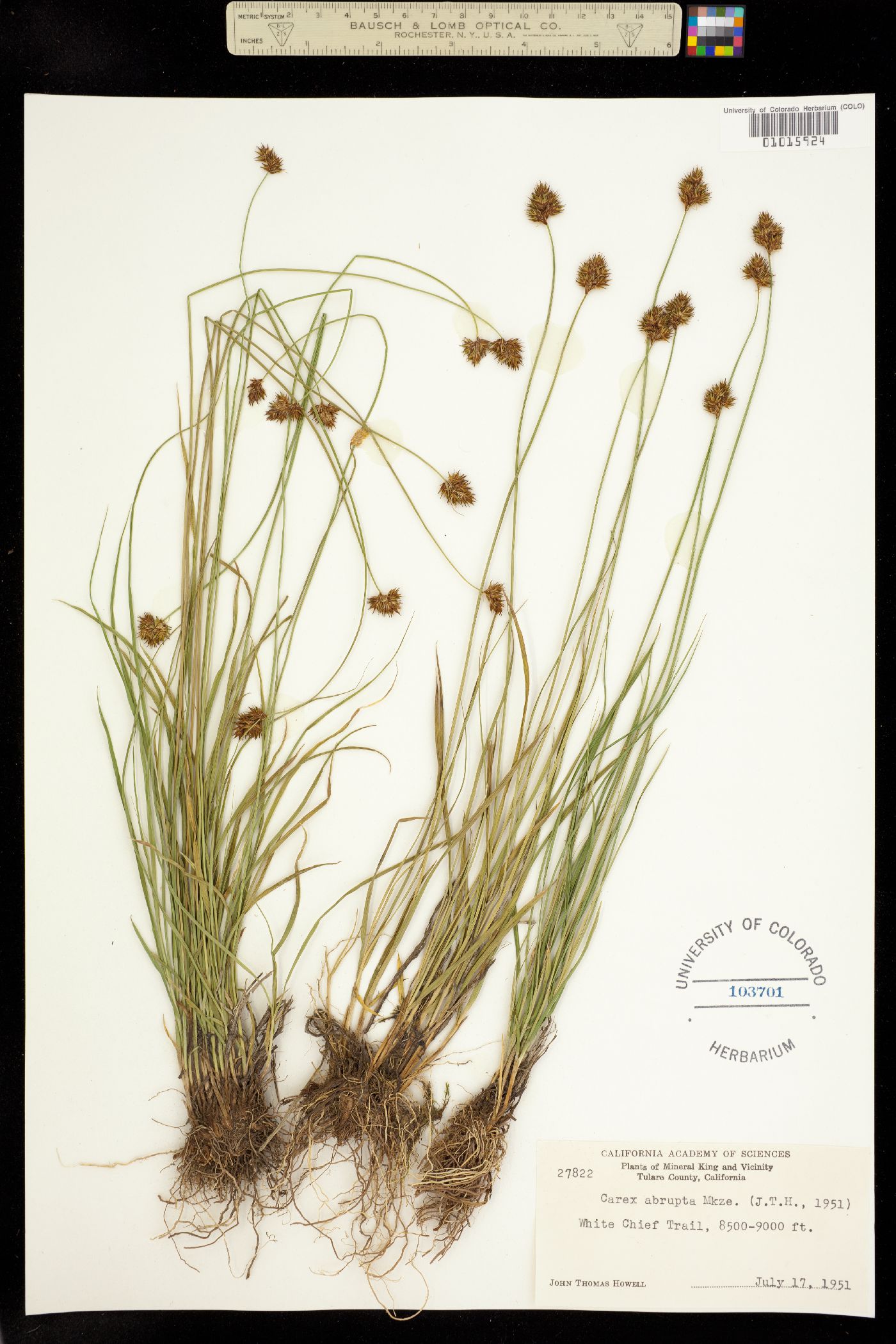 Carex abrupta image
