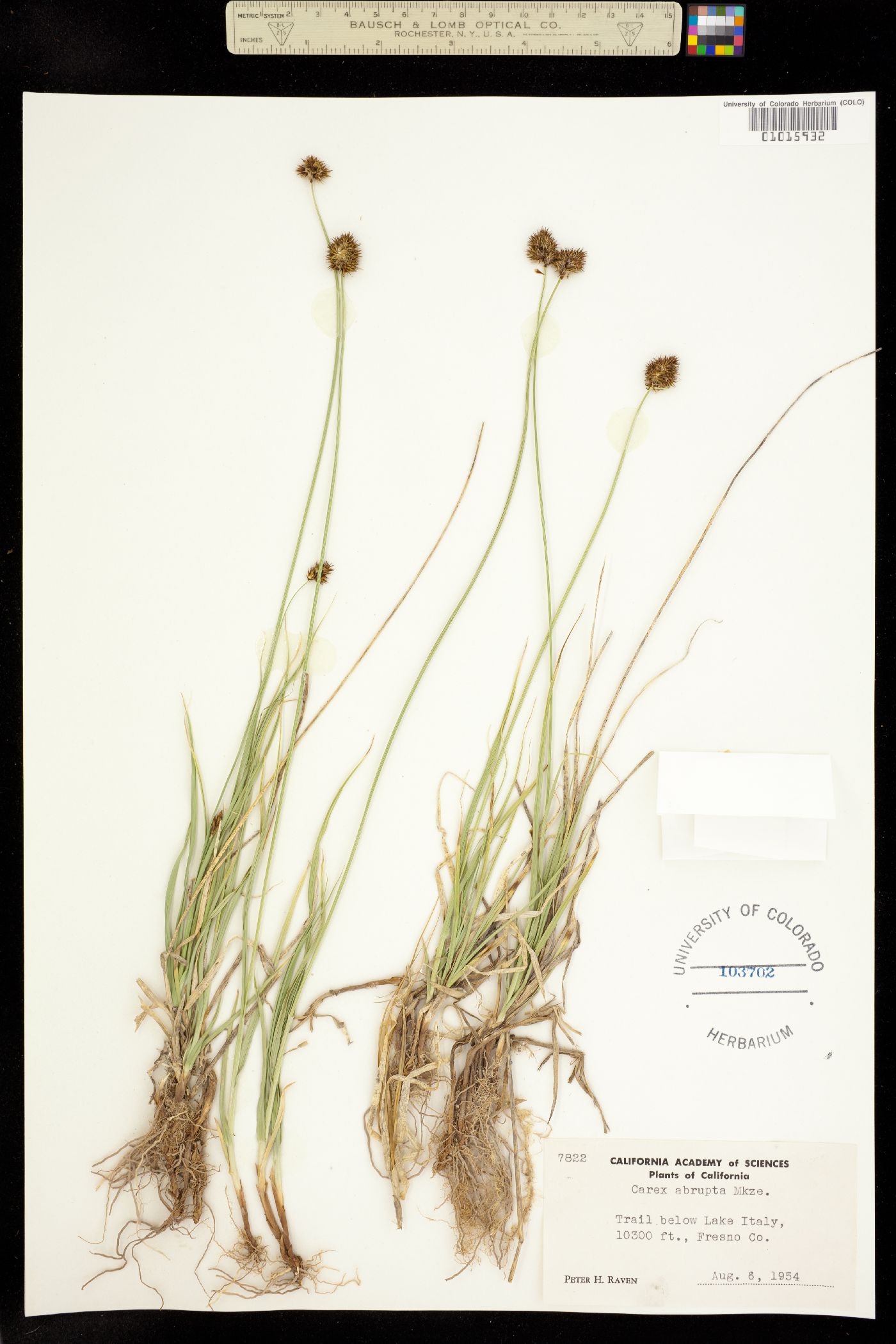 Carex abrupta image