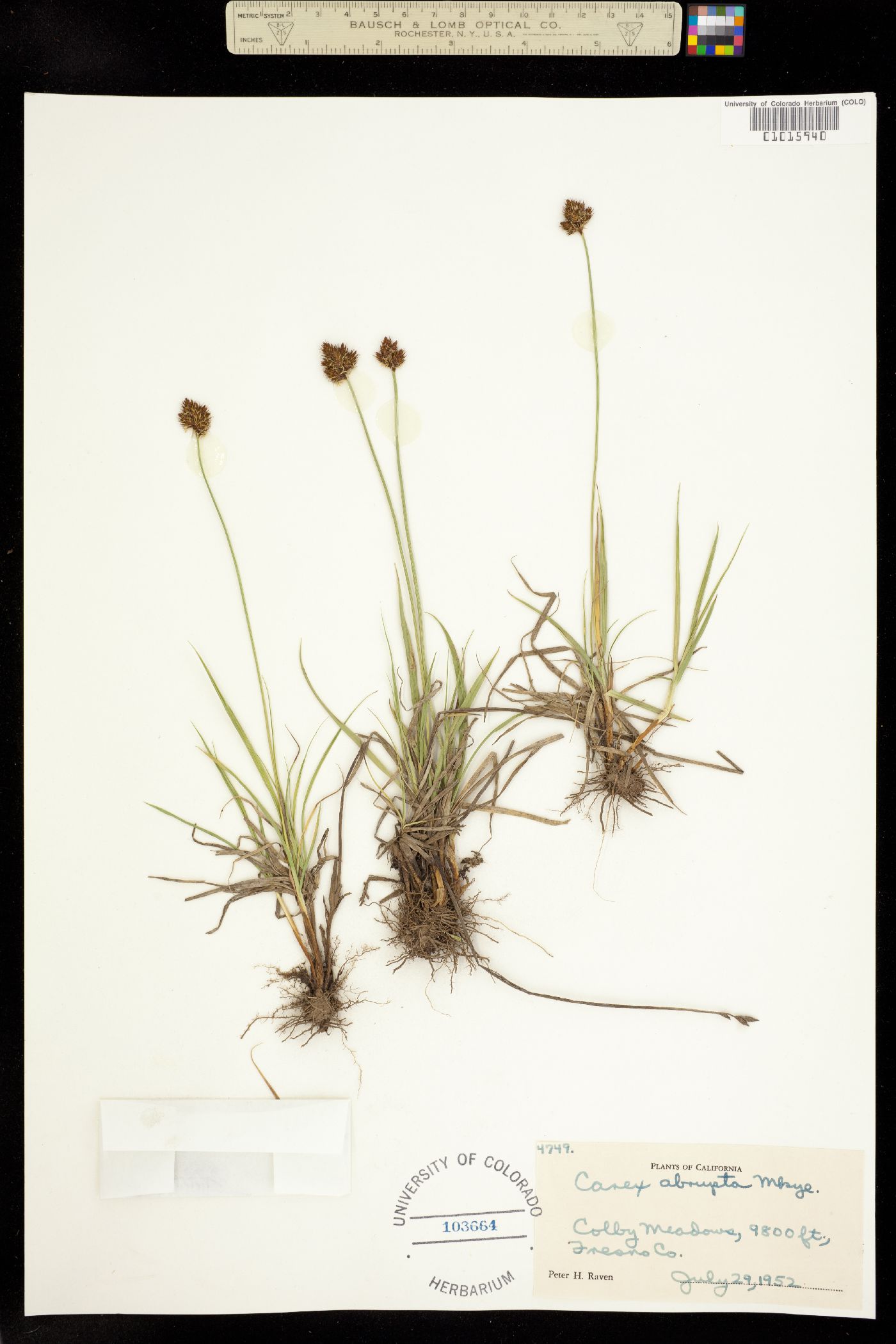 Carex abrupta image