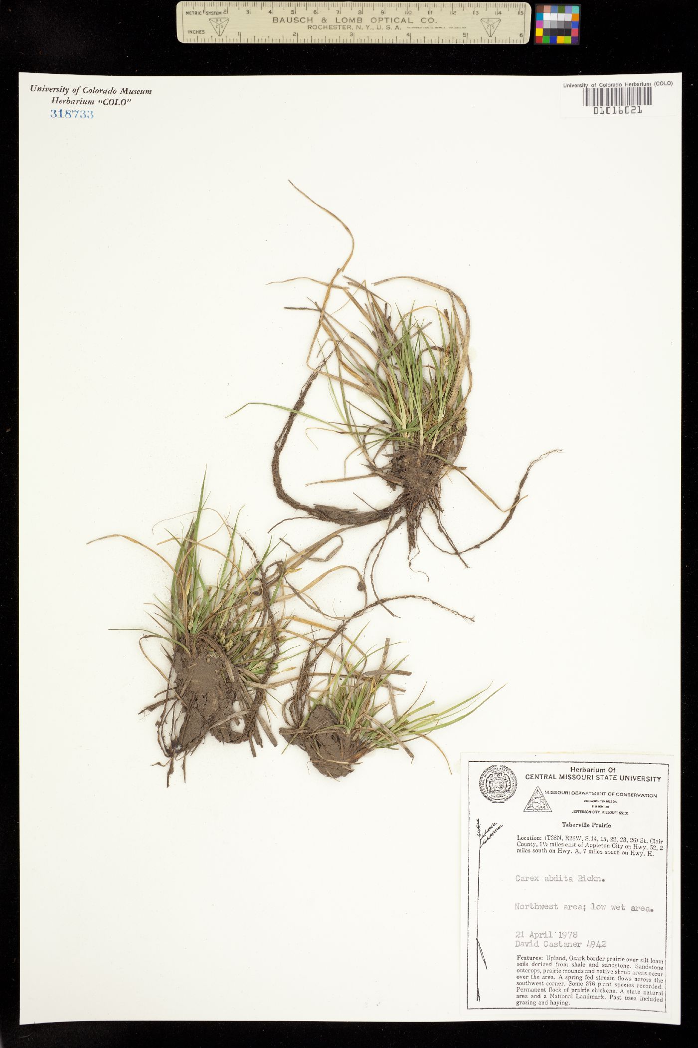 Carex luzulina var. ablata image