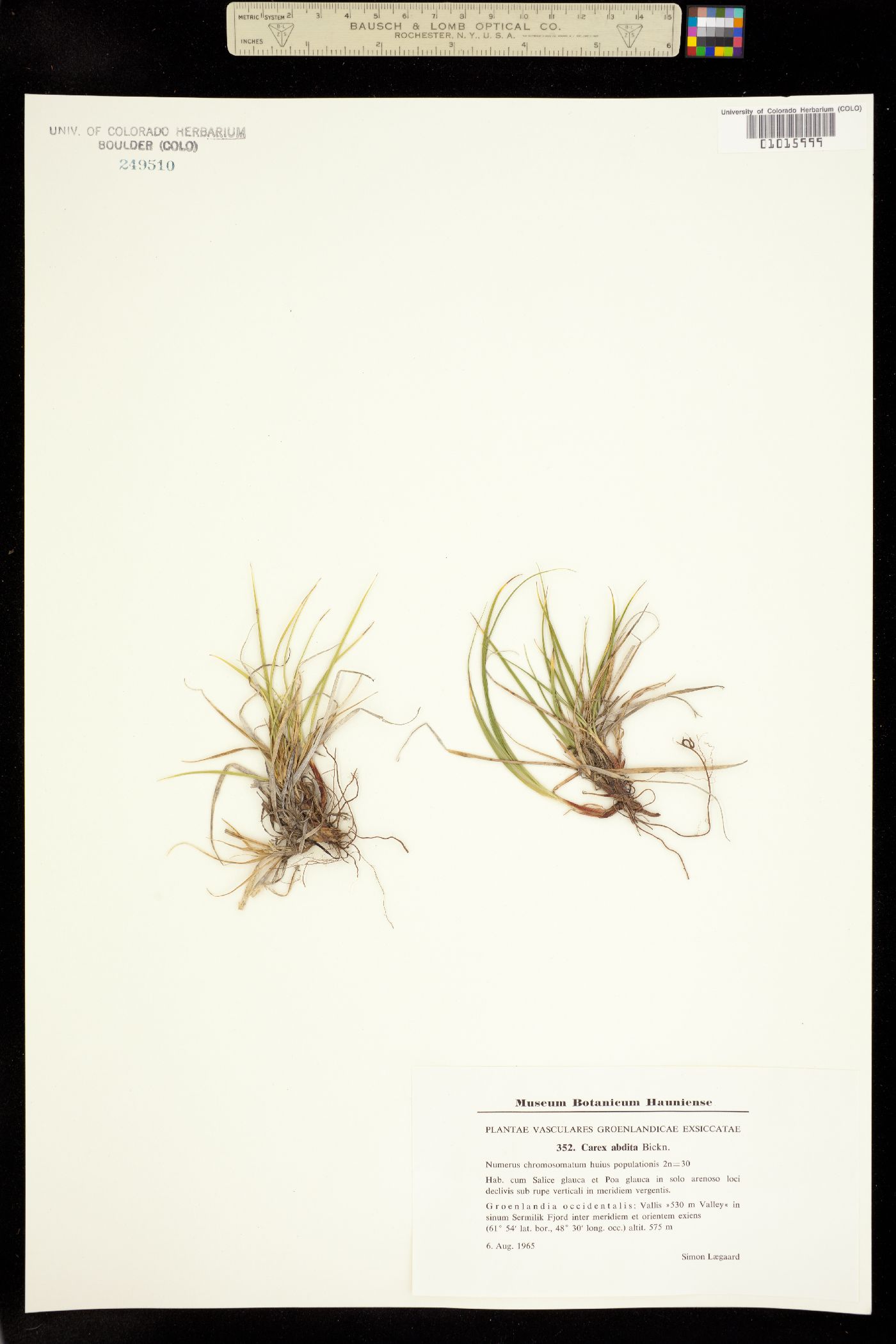Carex umbellata image