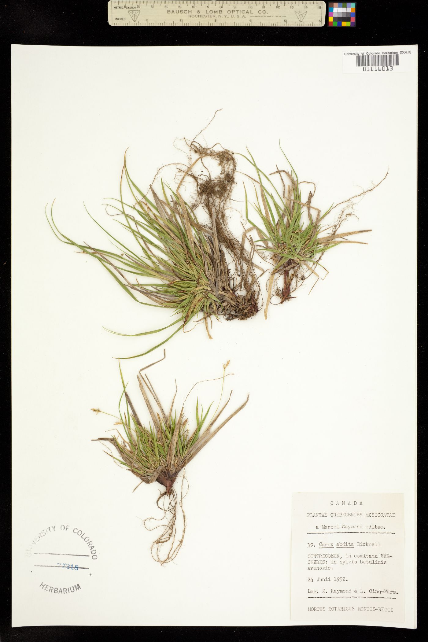 Carex umbellata image