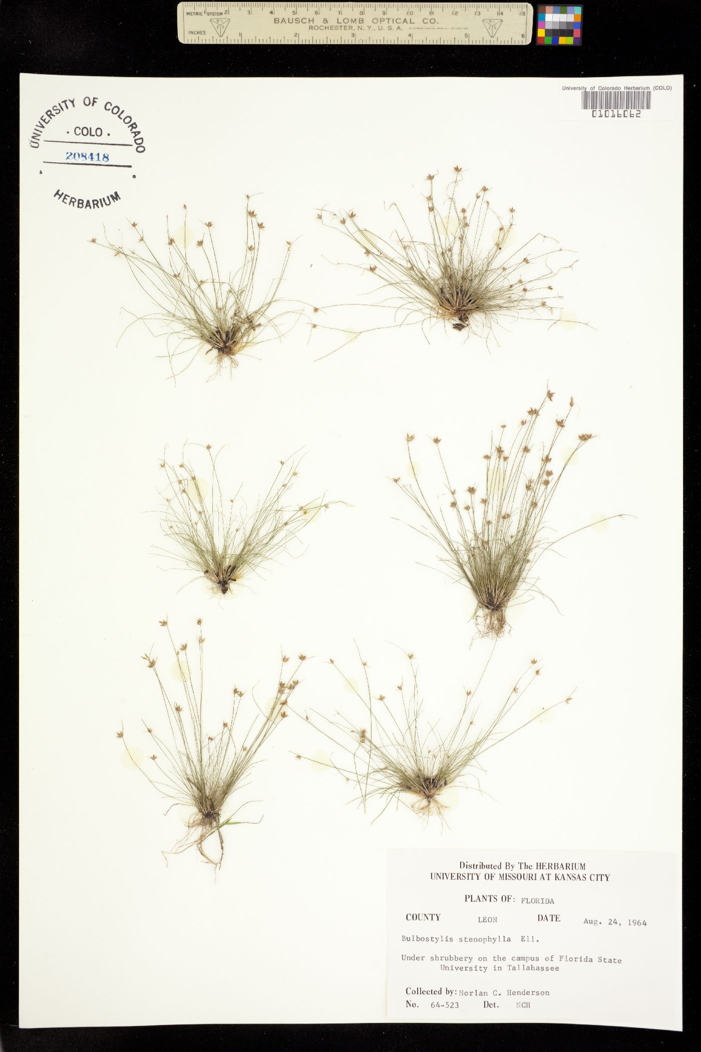 Bulbostylis stenophylla image
