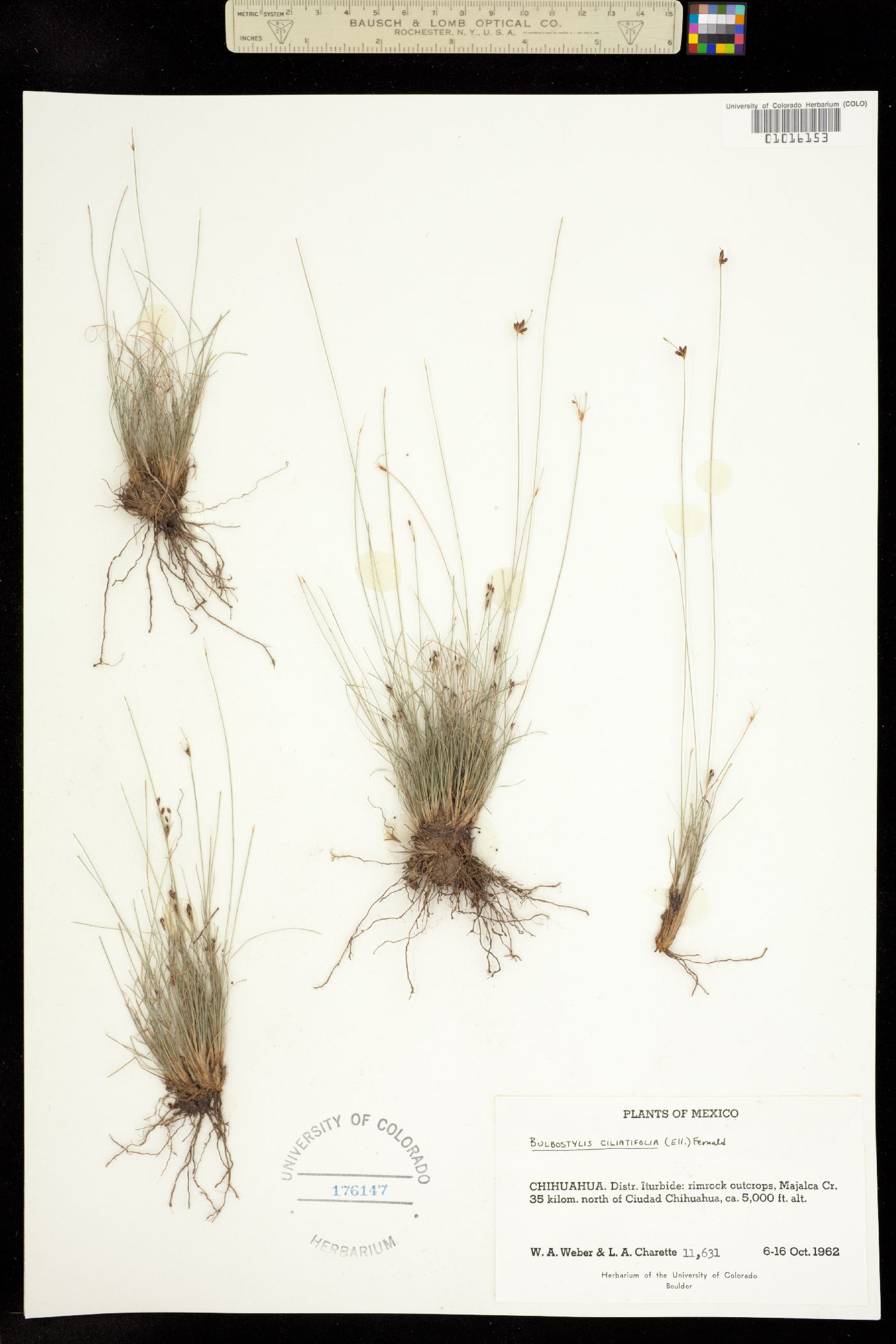 Bulbostylis ciliatifolia image