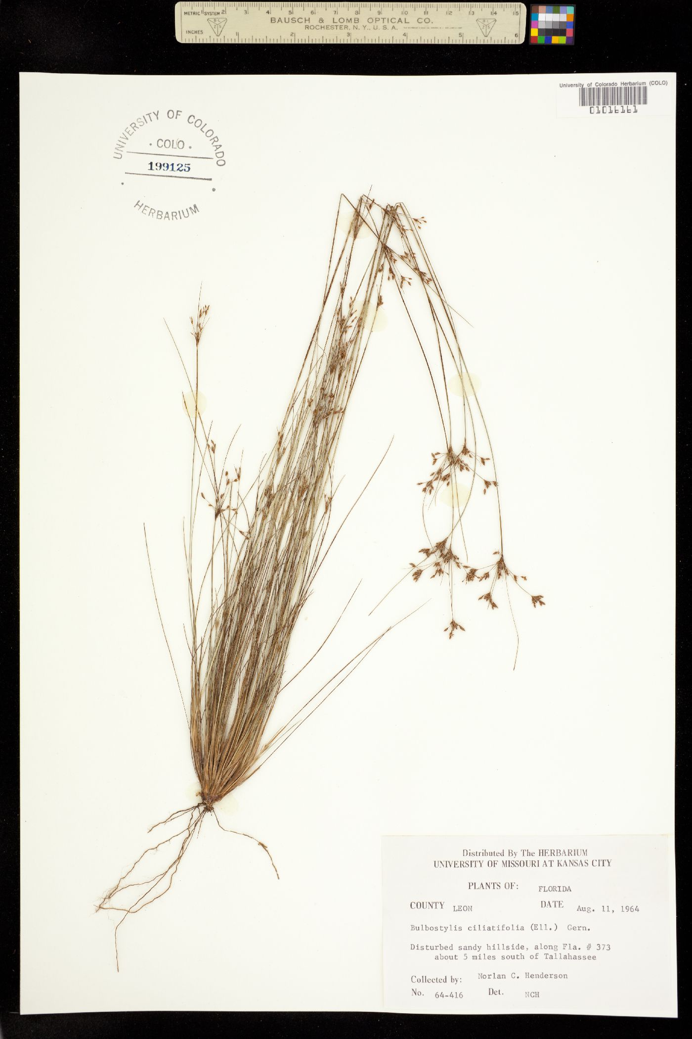 Bulbostylis ciliatifolia image