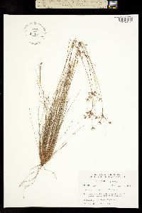 Image of Bulbostylis ciliatifolia
