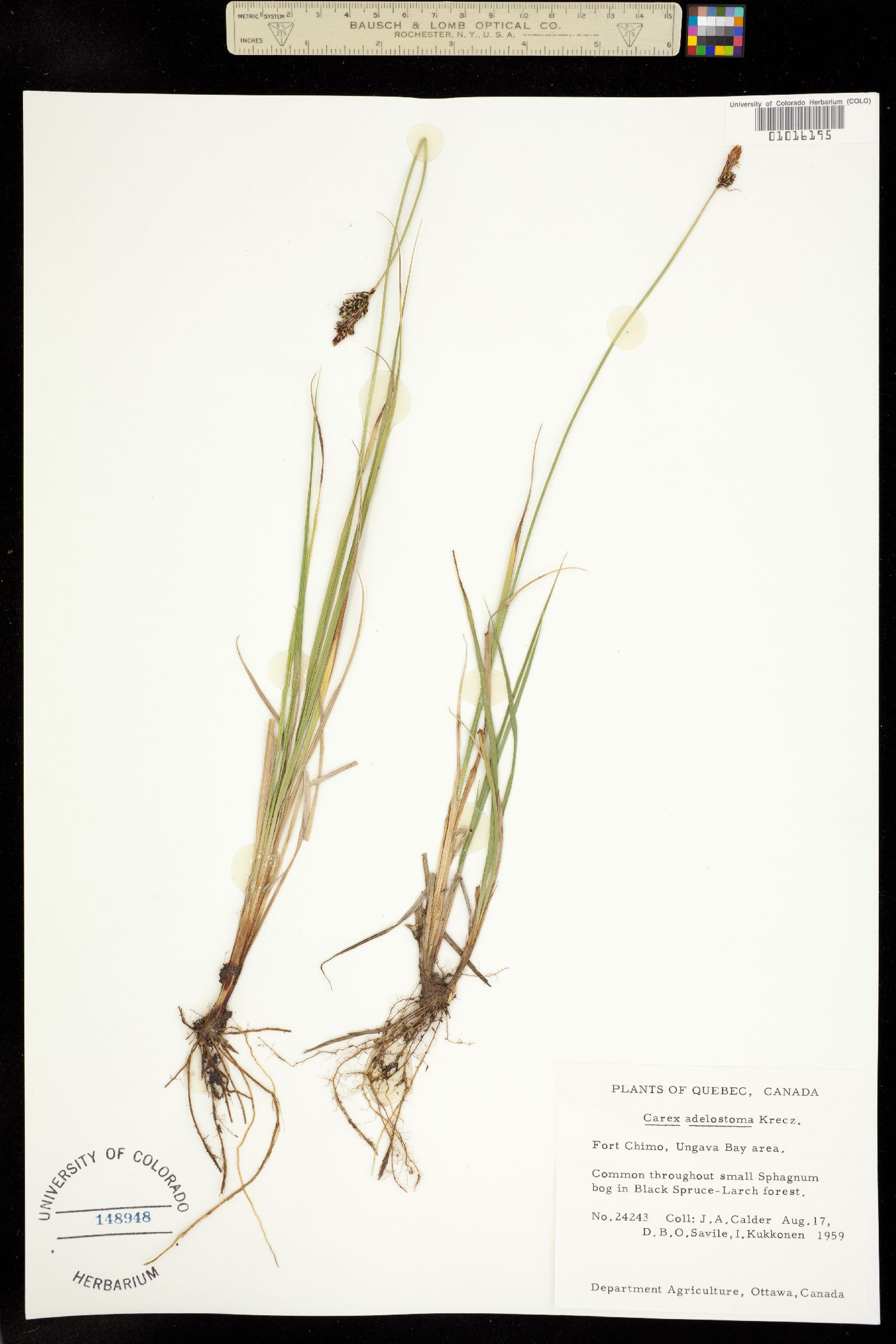 Carex adelostoma image