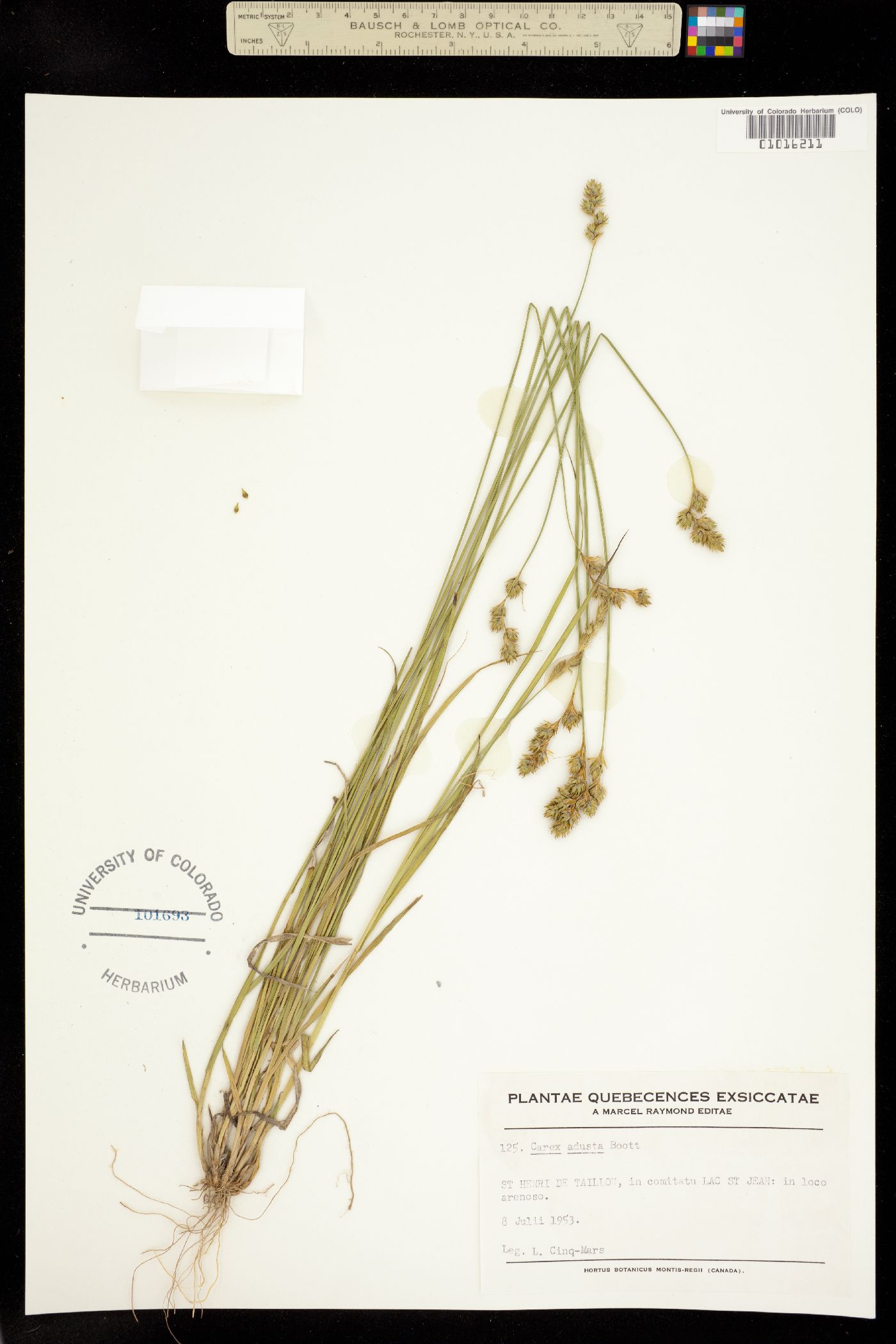 Carex adusta image