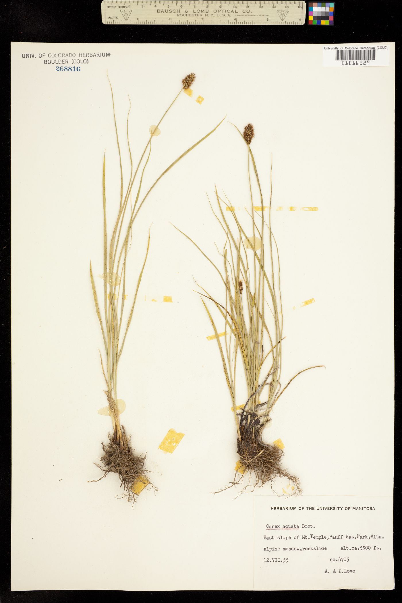 Carex adusta image