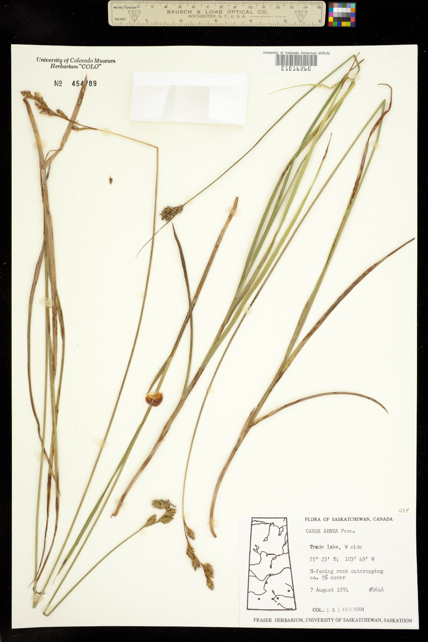 Carex foenea image