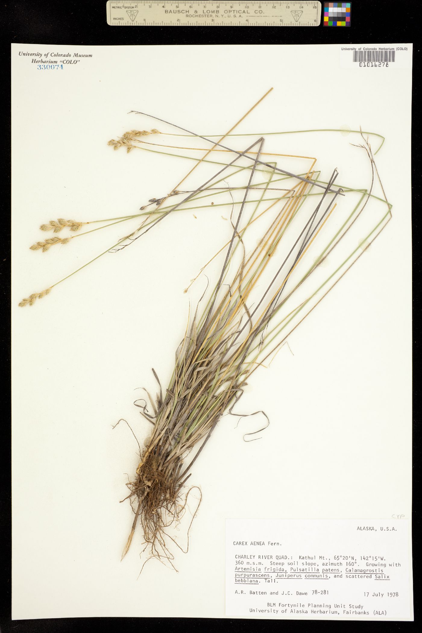 Carex foenea image