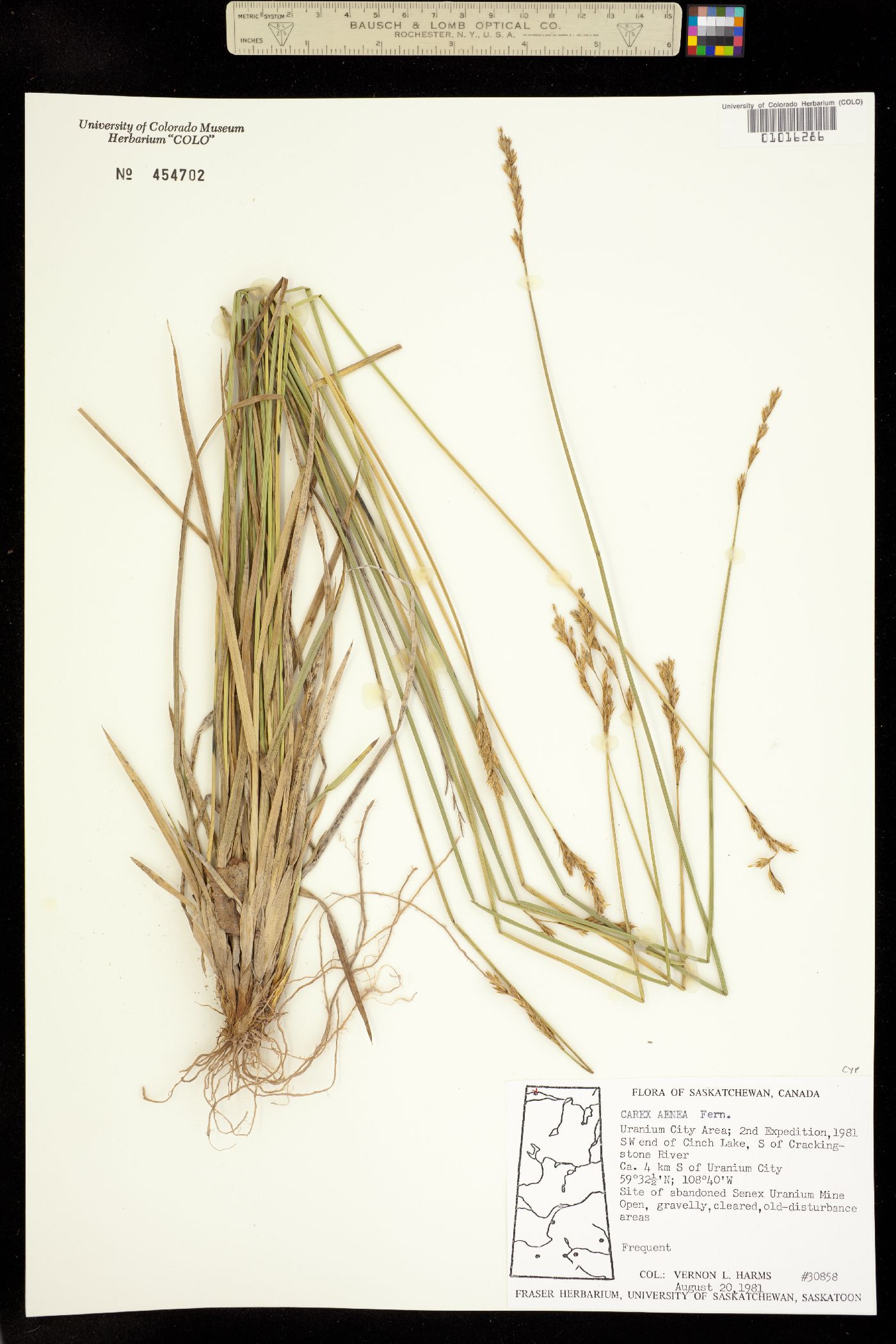 Carex foenea image