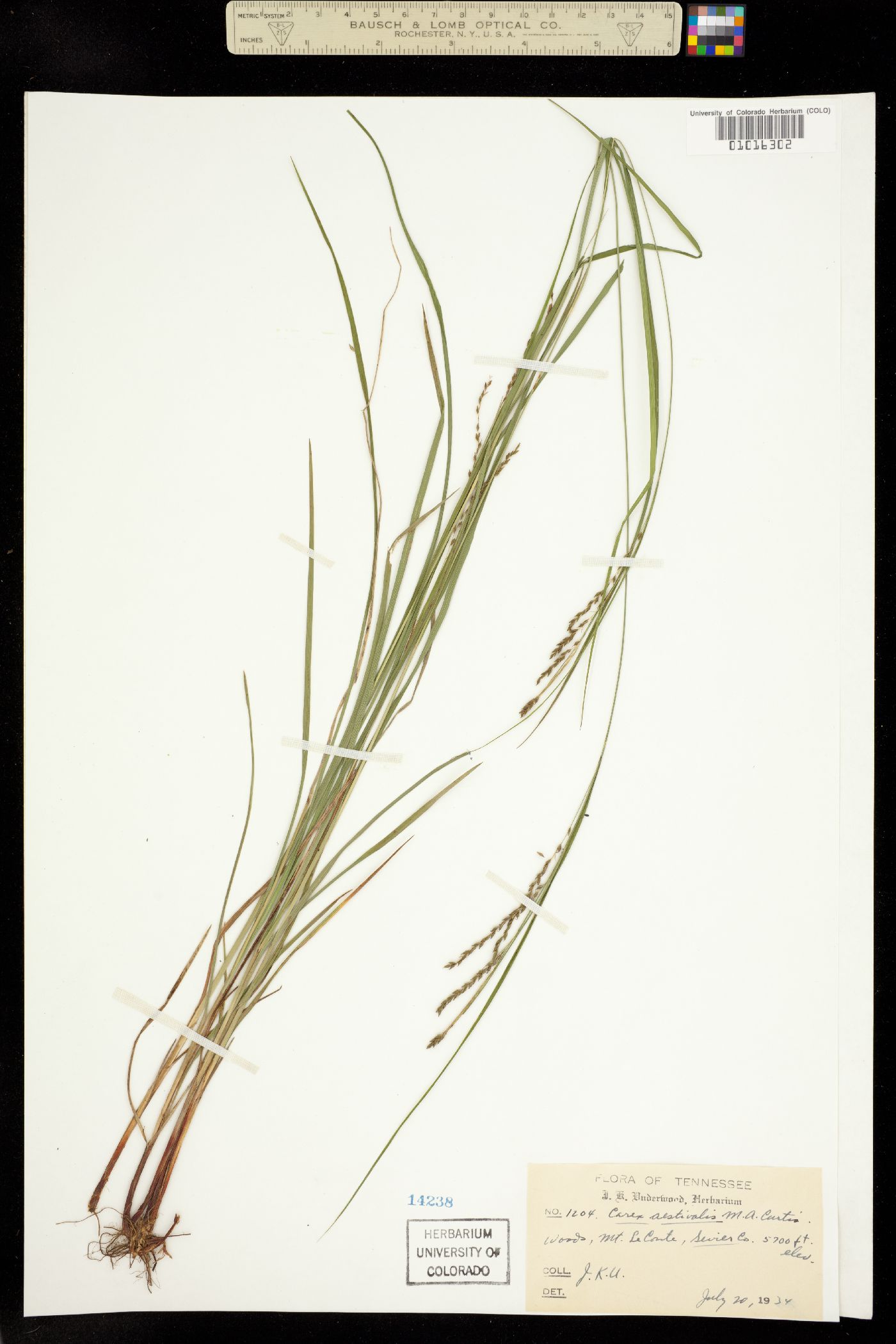 Carex aestivalis image