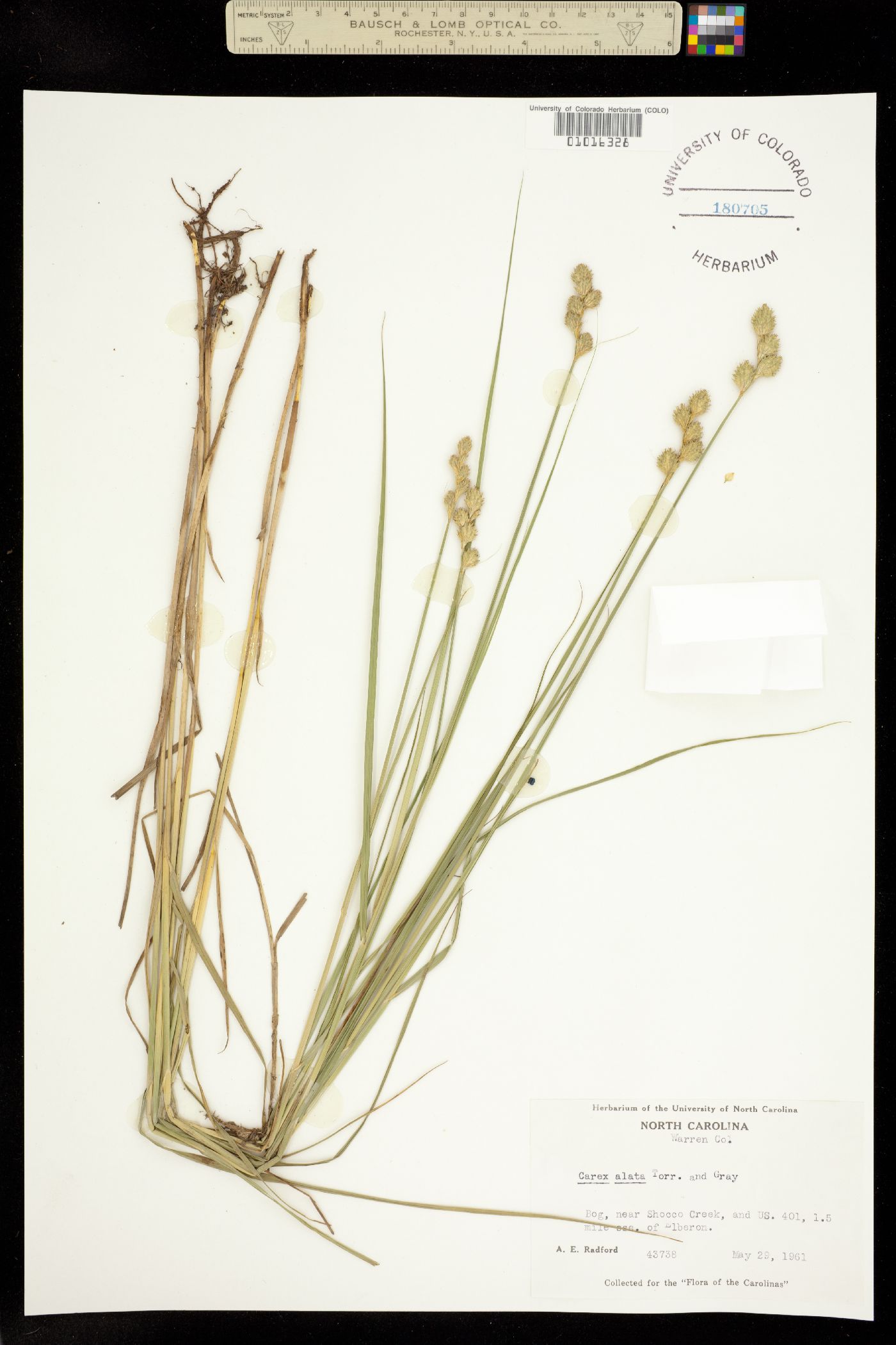 Carex alata image