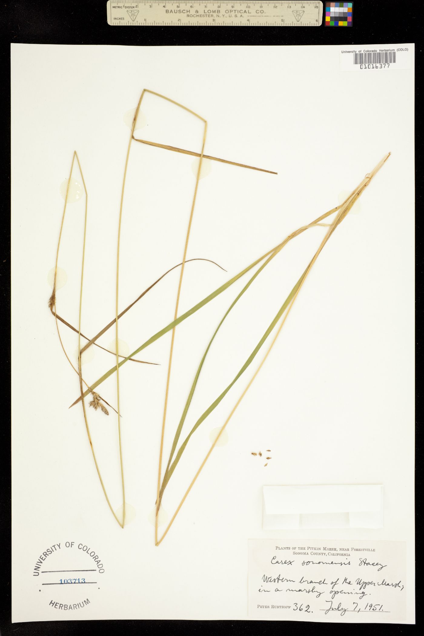 Carex albida image