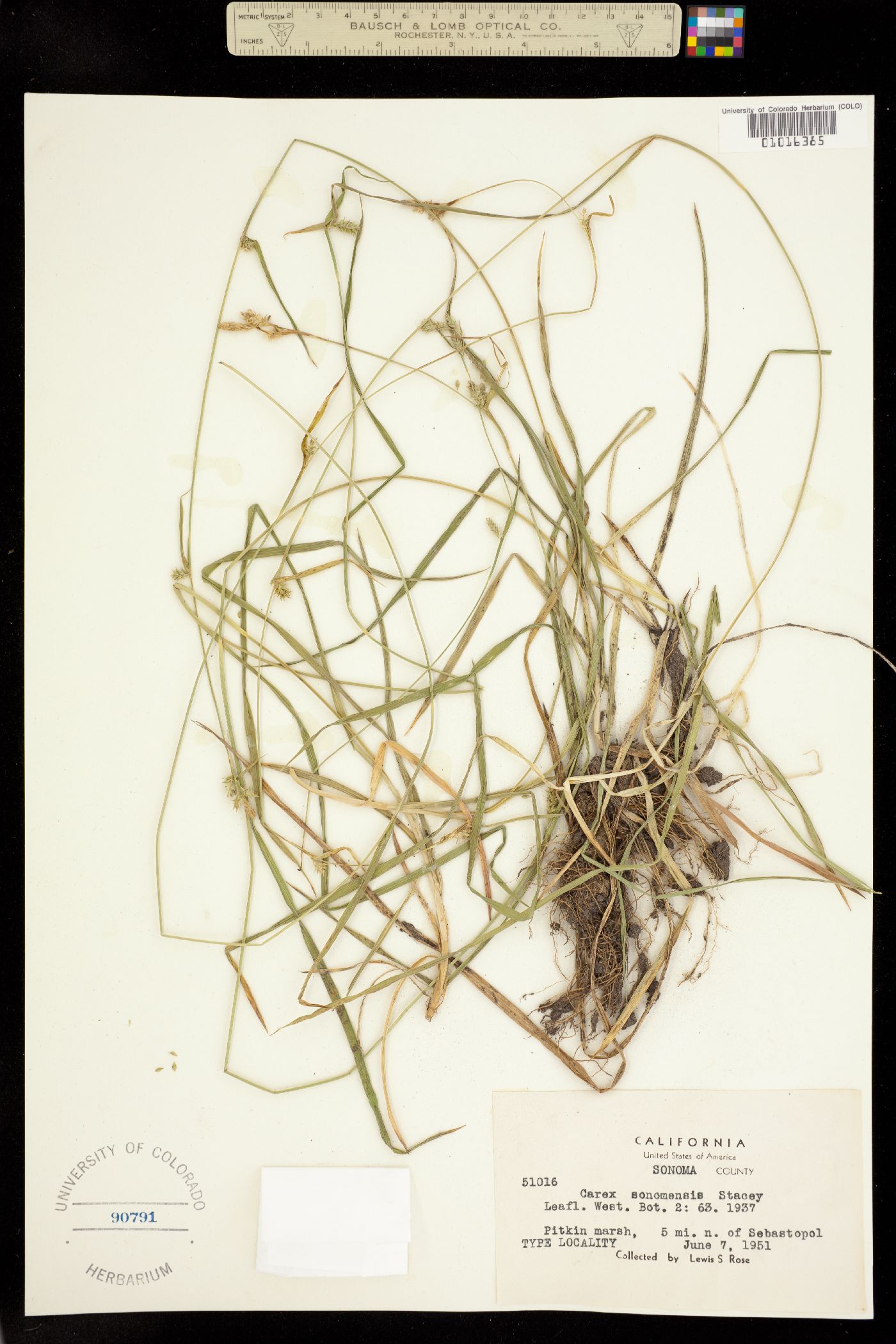 Carex albida image