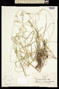 Image of Carex albida