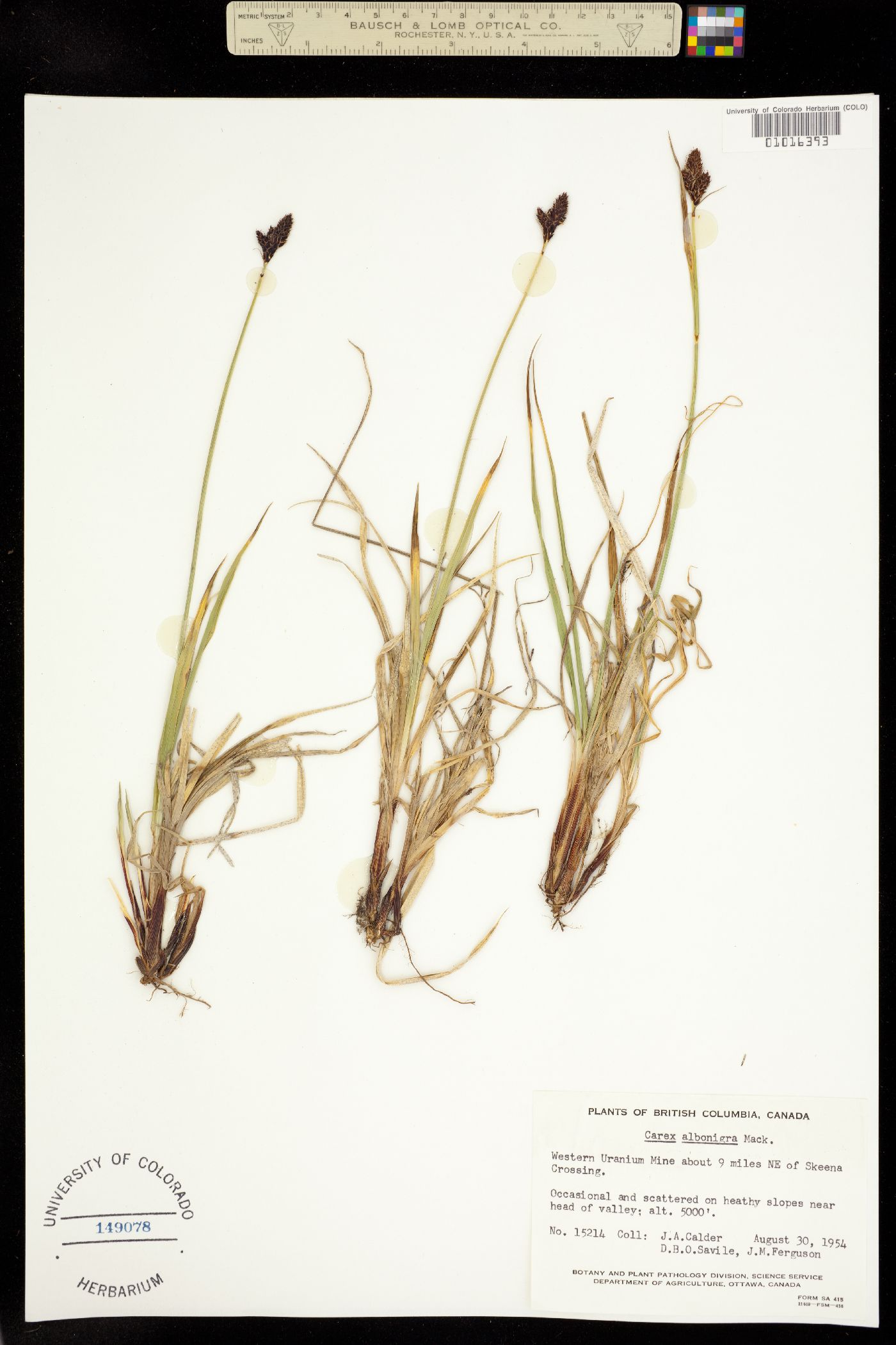 Carex albonigra image