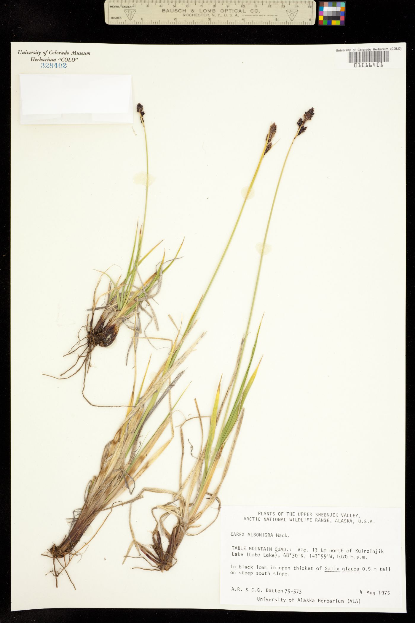 Carex albonigra image