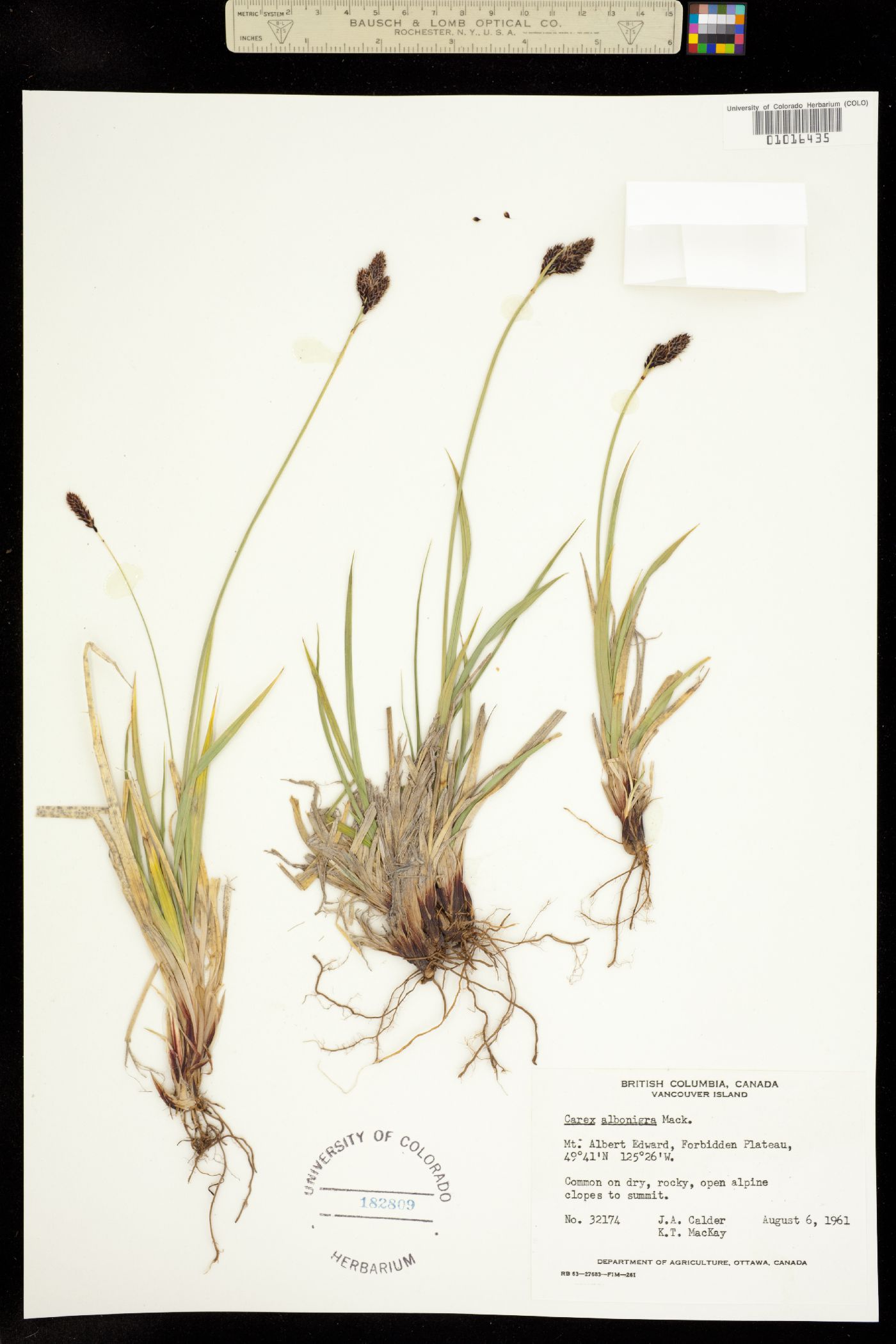 Carex albonigra image