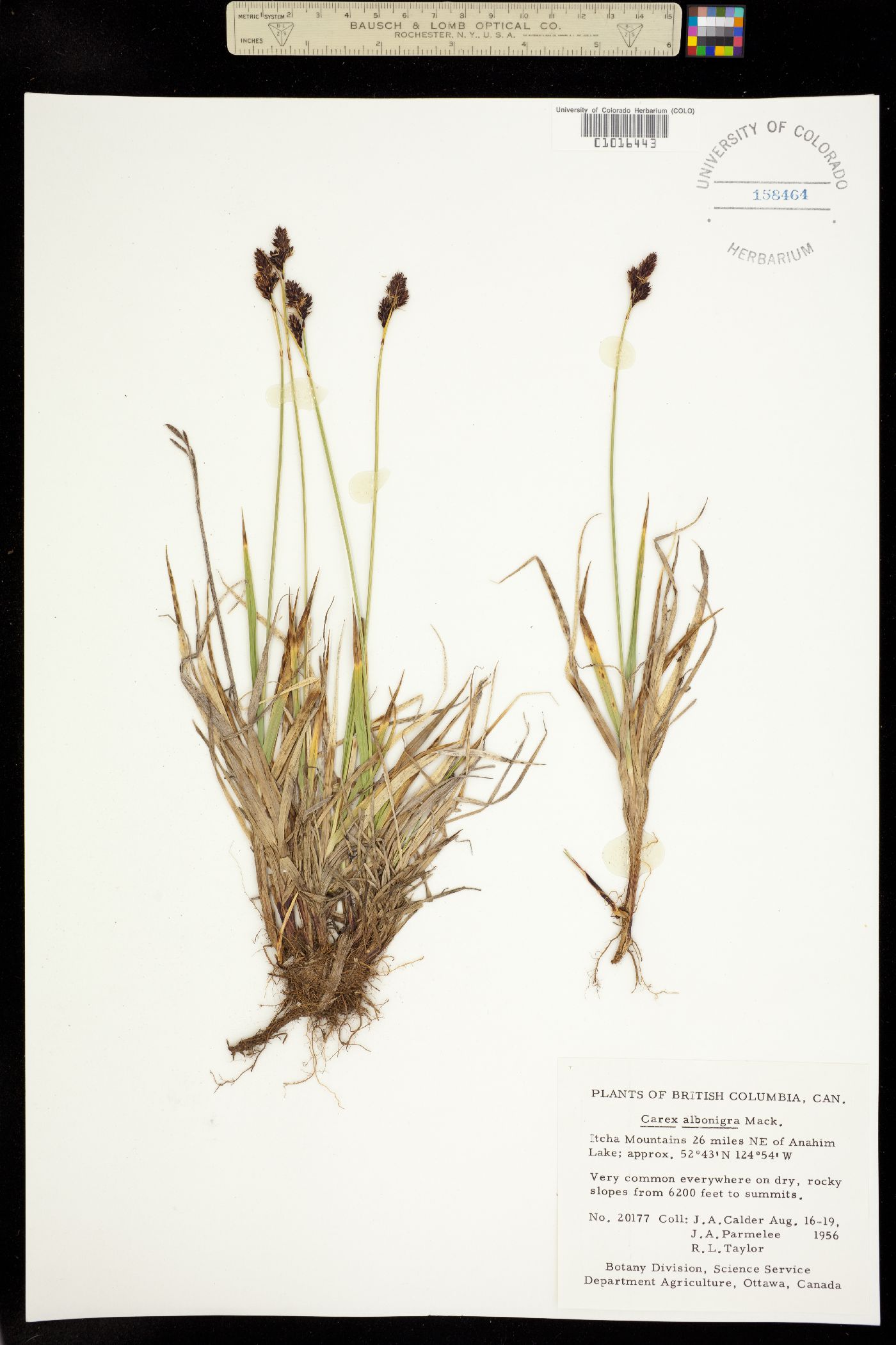 Carex albonigra image