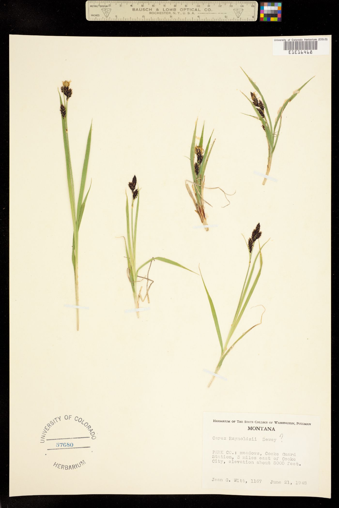 Carex albonigra image