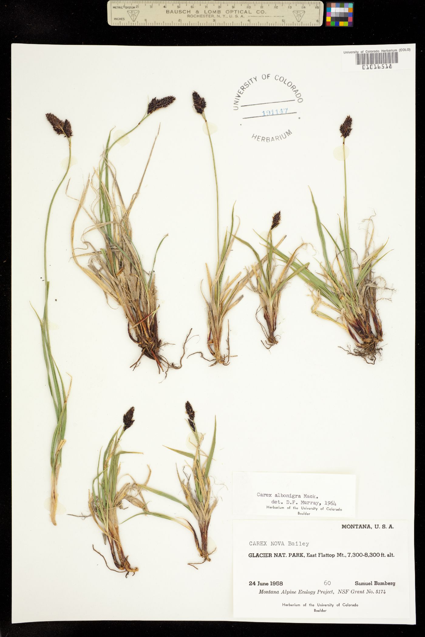 Carex albonigra image