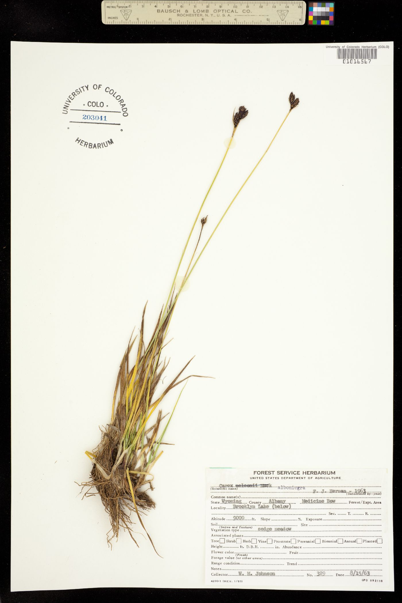 Carex albonigra image